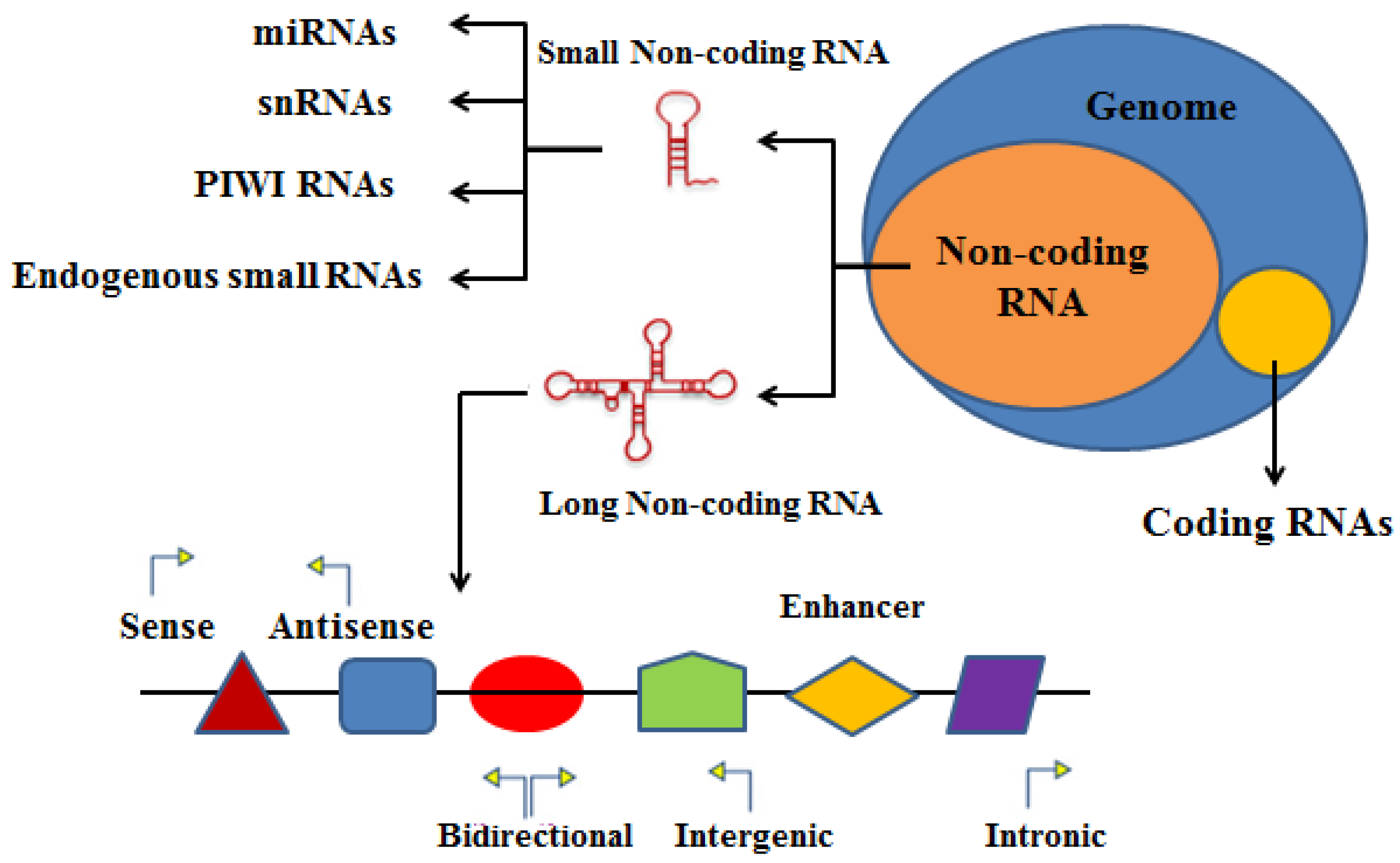 Bioengineering | Free Full-Text | Function of the Long Noncoding 
