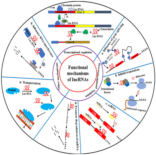 Function of the Long Noncoding RNAs in Hepatocellular