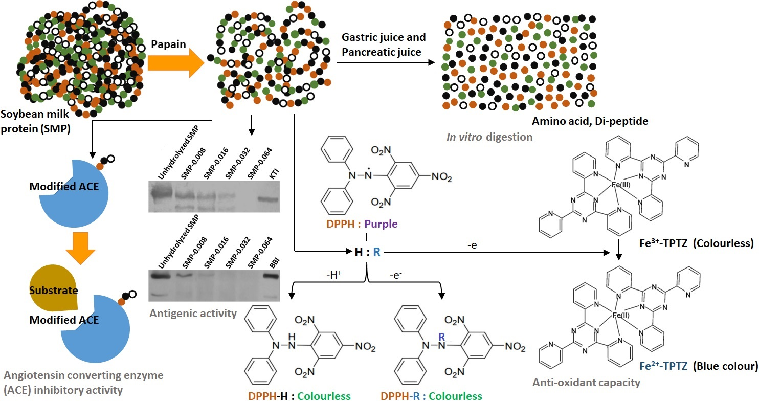 Bioengineering Free FullText Hydrolysis of Soybean Milk Protein by