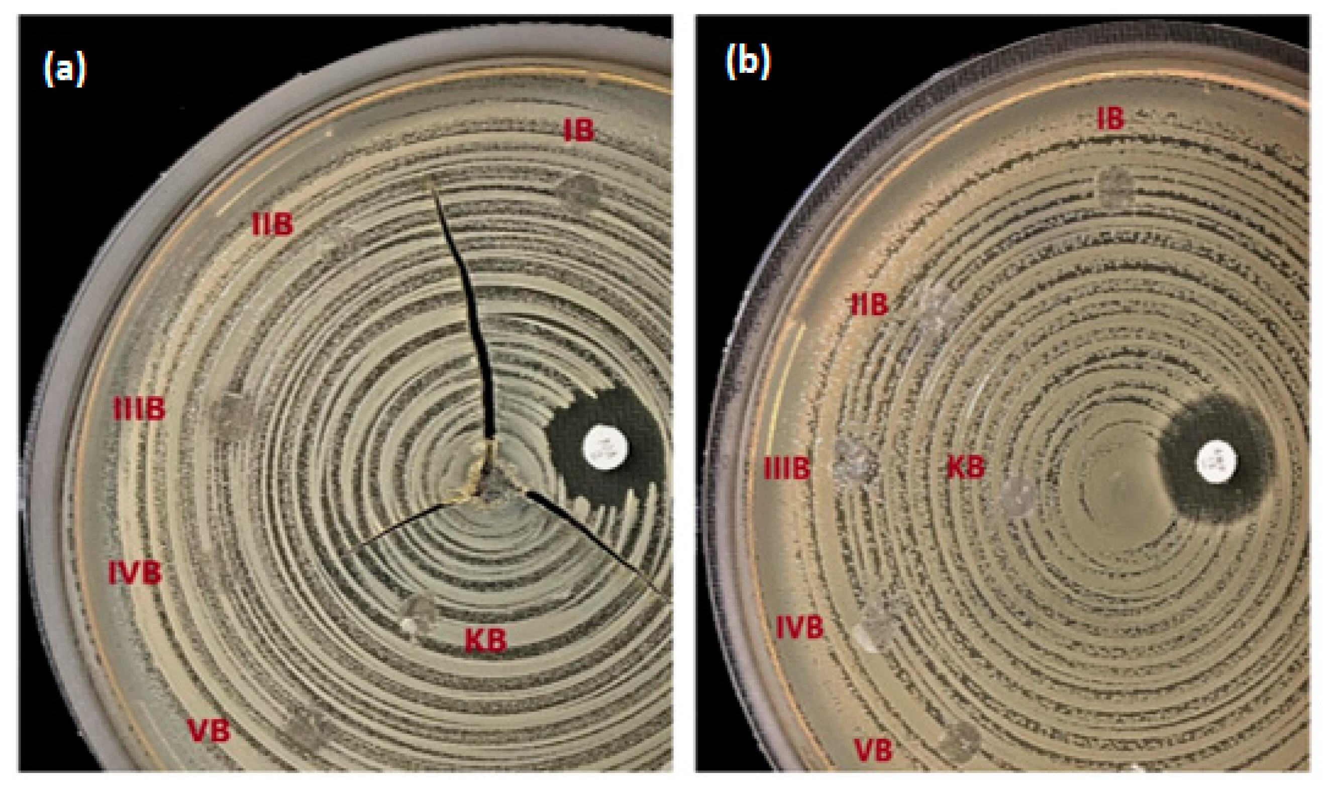 Bioengineering Free FullText 3DPrinted PCL Scaffolds Combined