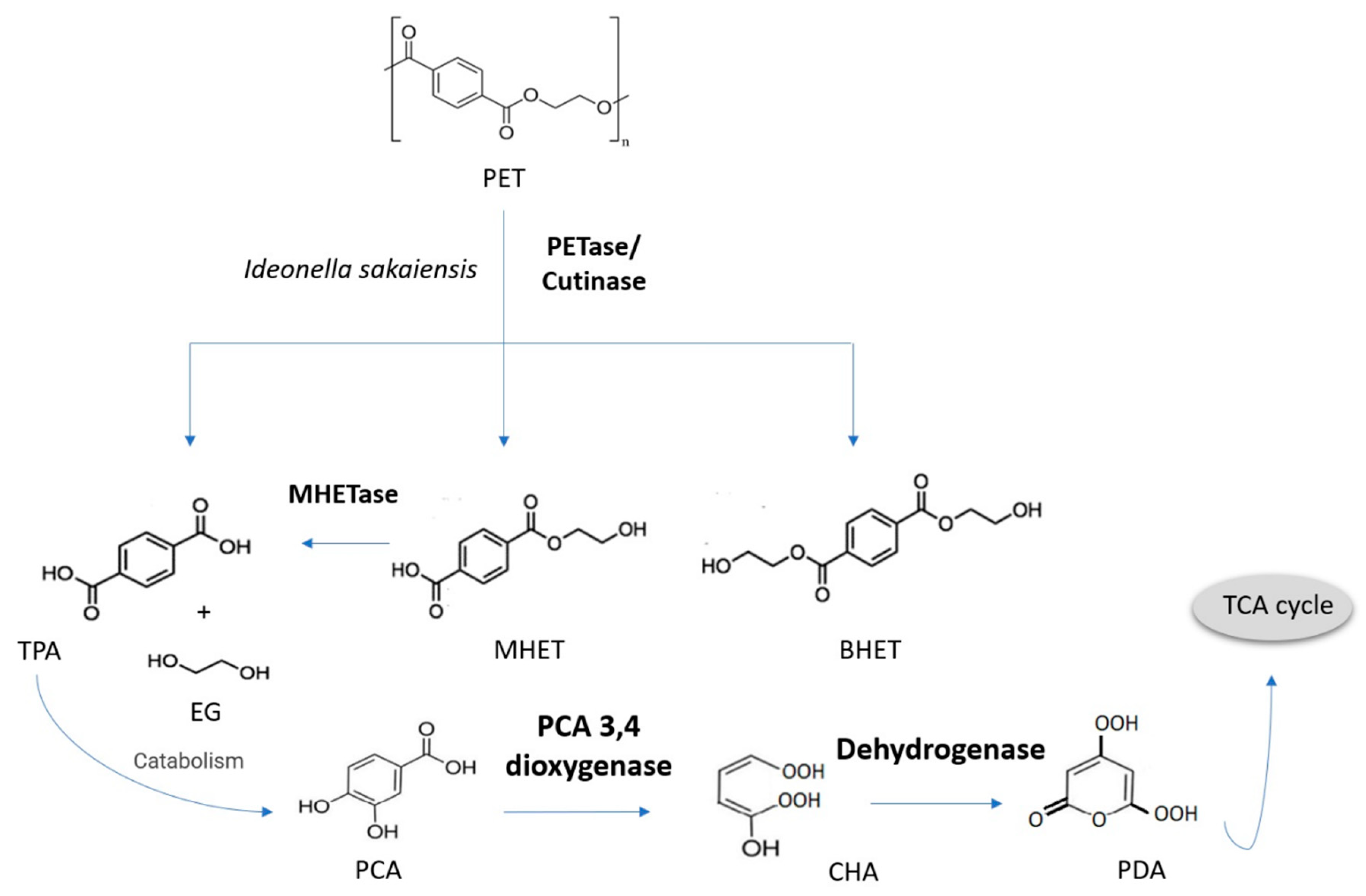 Bioengineering 09 00432 g005