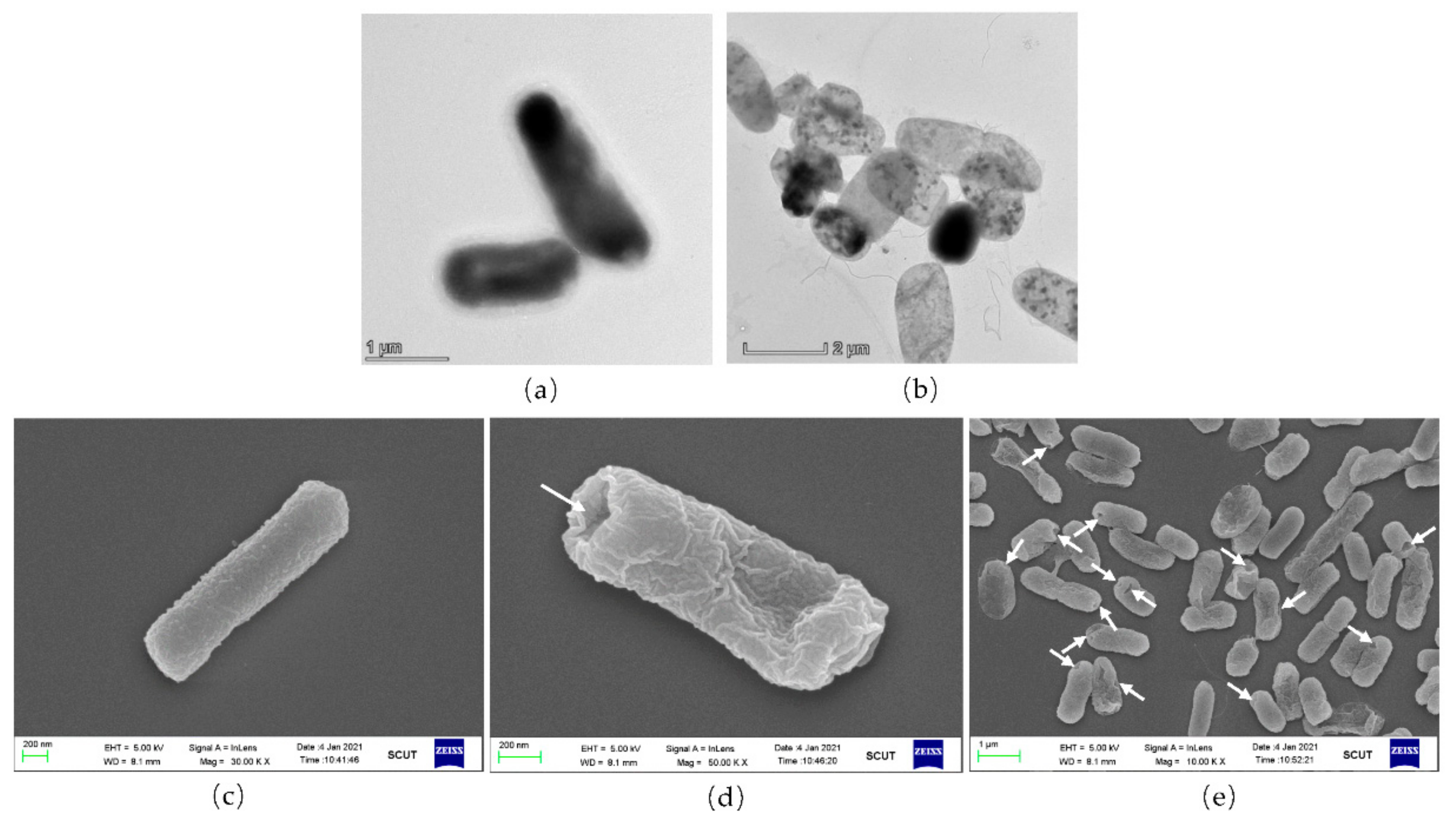 Bioengineering 09 00433 g003