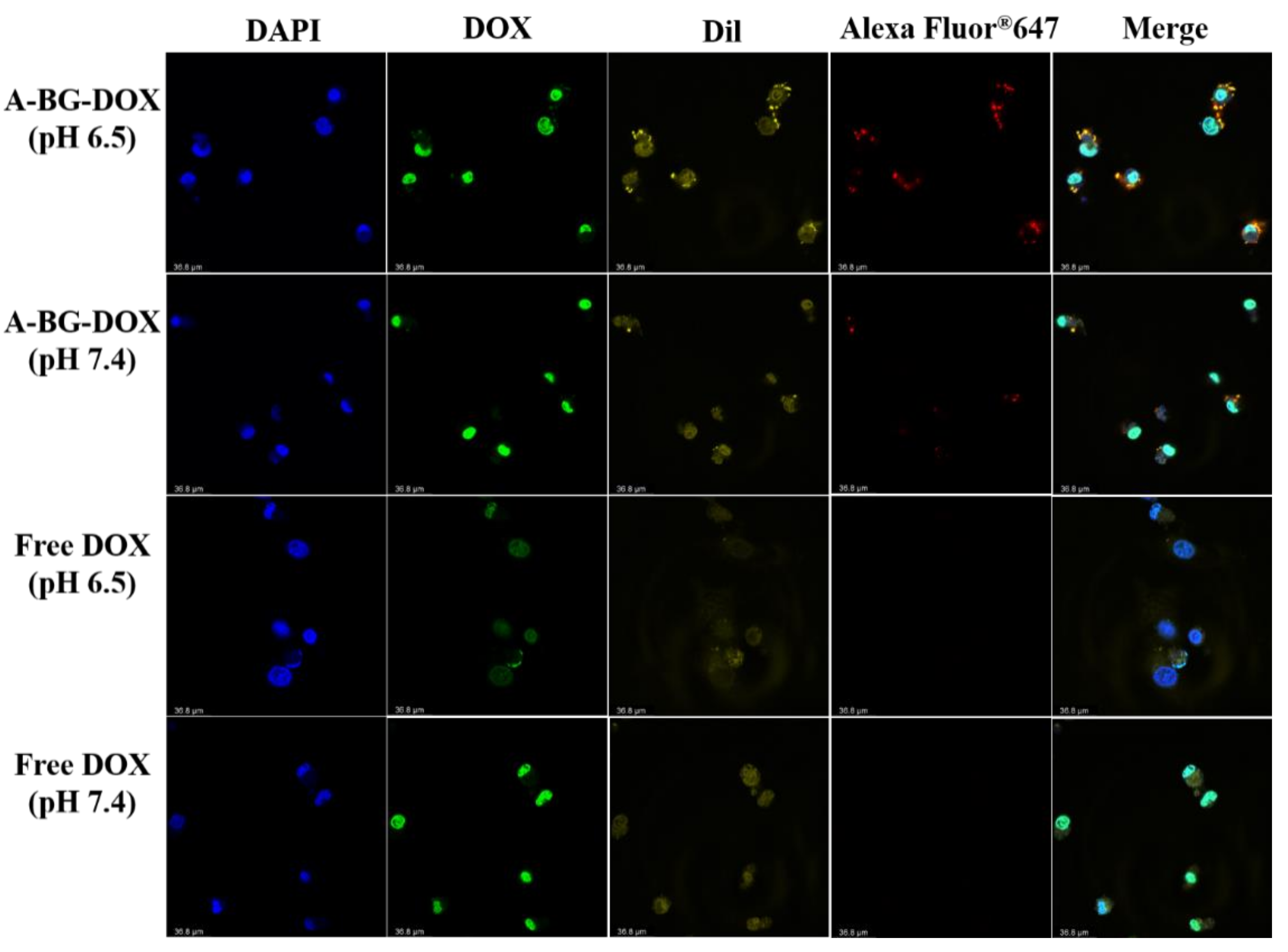 Bioengineering 09 00433 g007