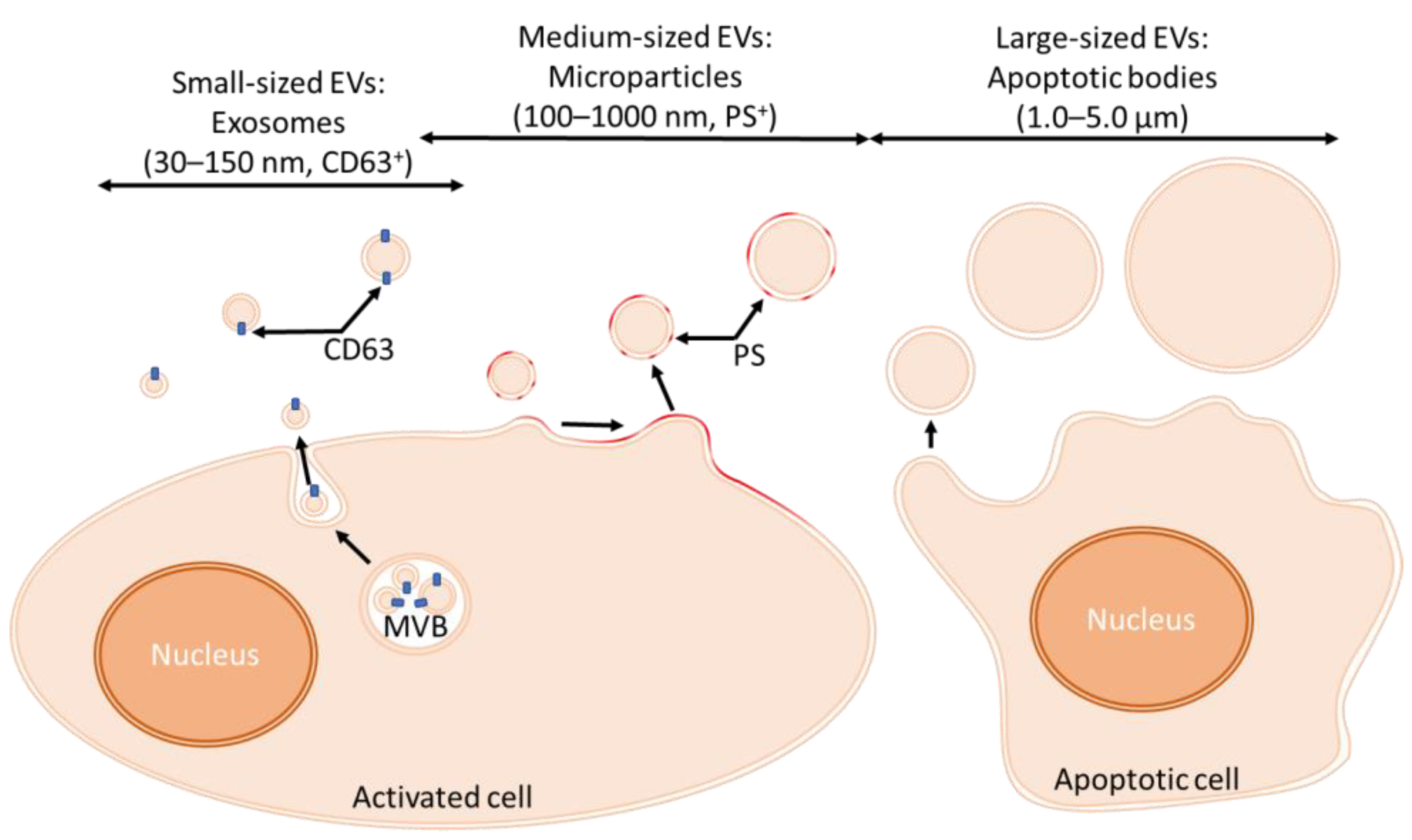 Bioengineering 09 00439 g001 550