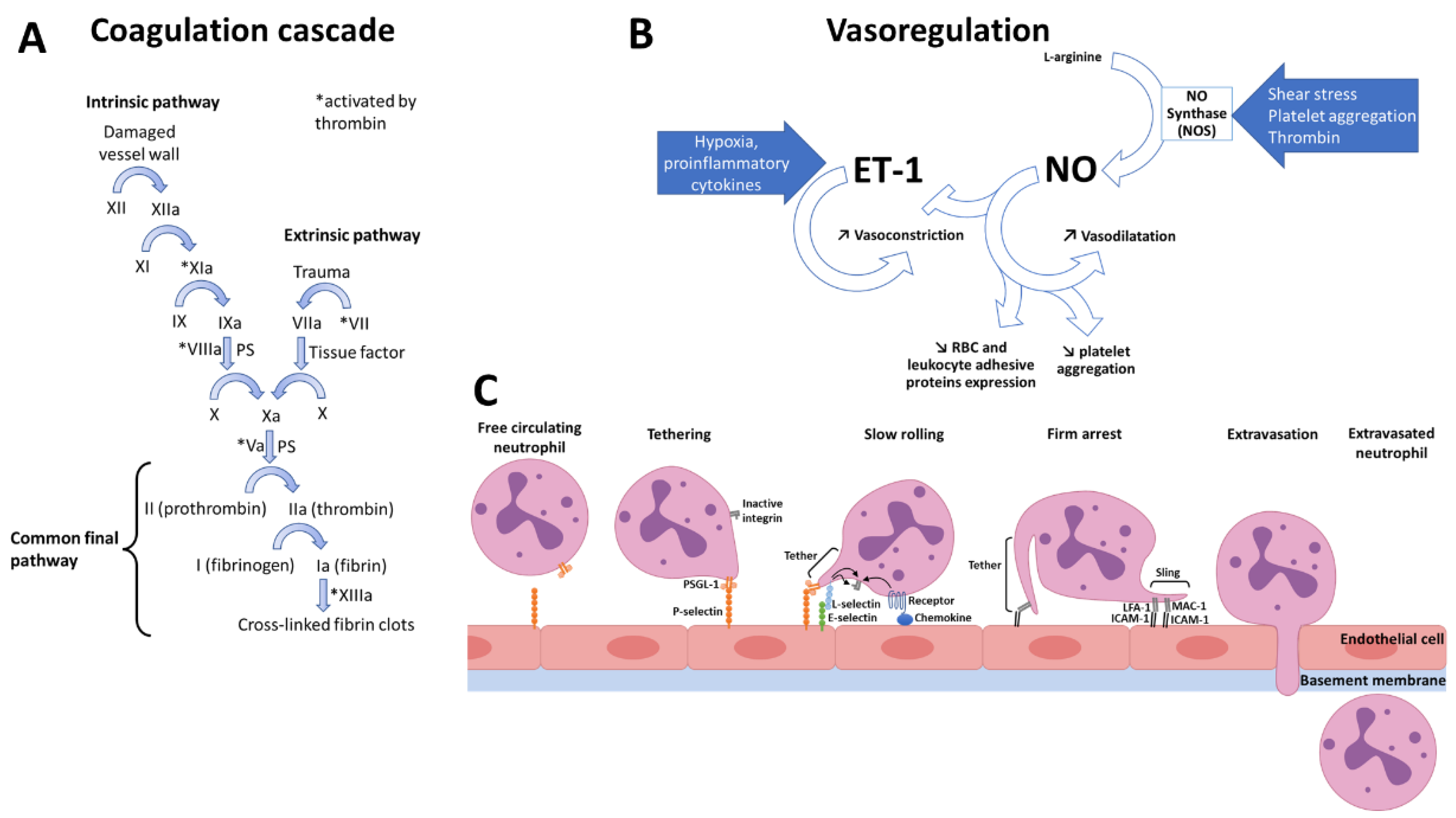 Bioengineering 09 00439 g002 550