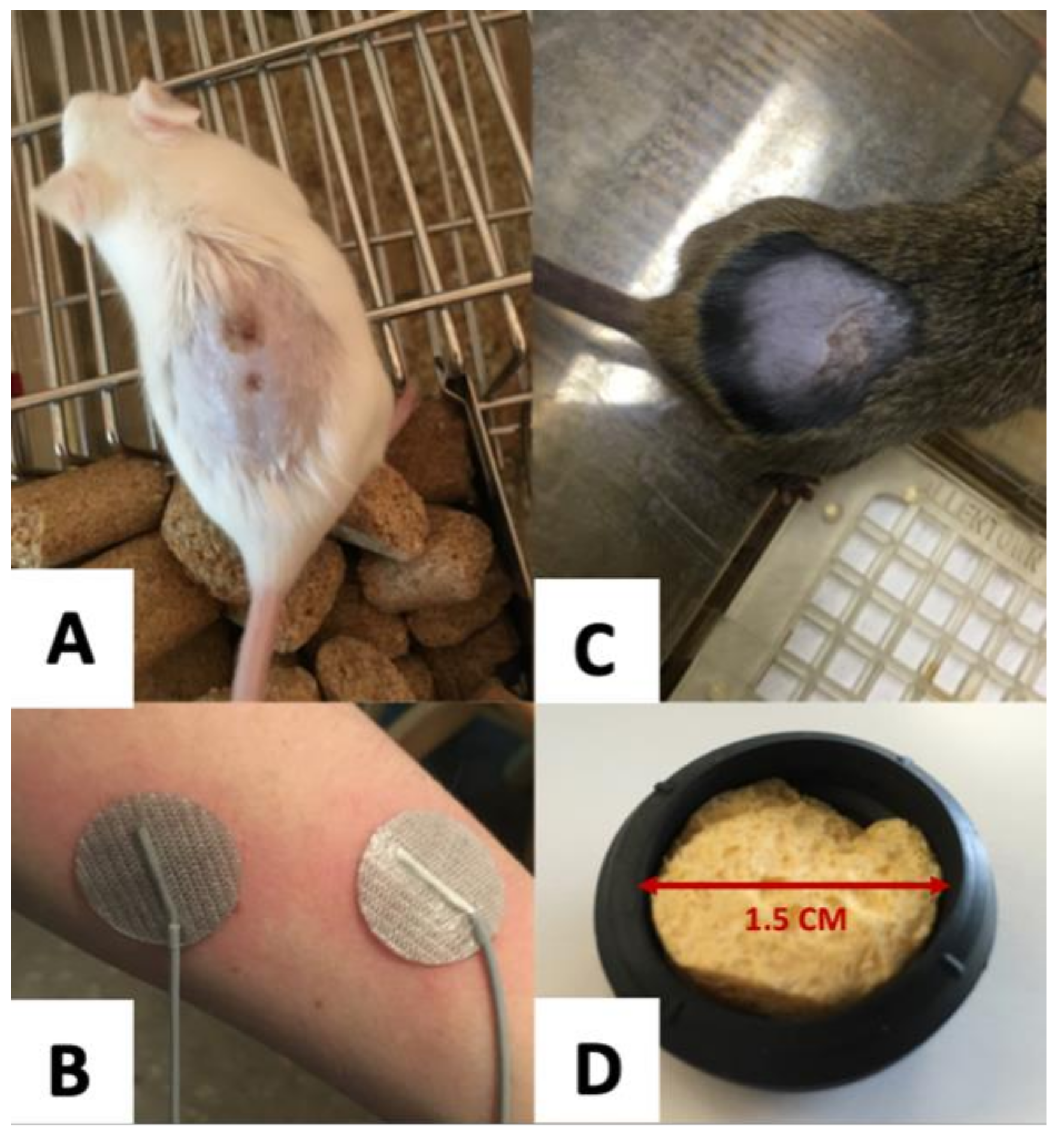 Bioengineering 09 00441 g003