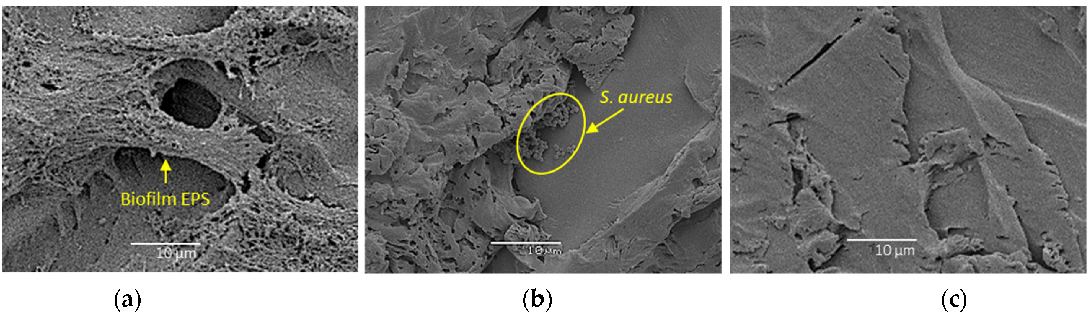 Bioengineering 09 00461 g006 550