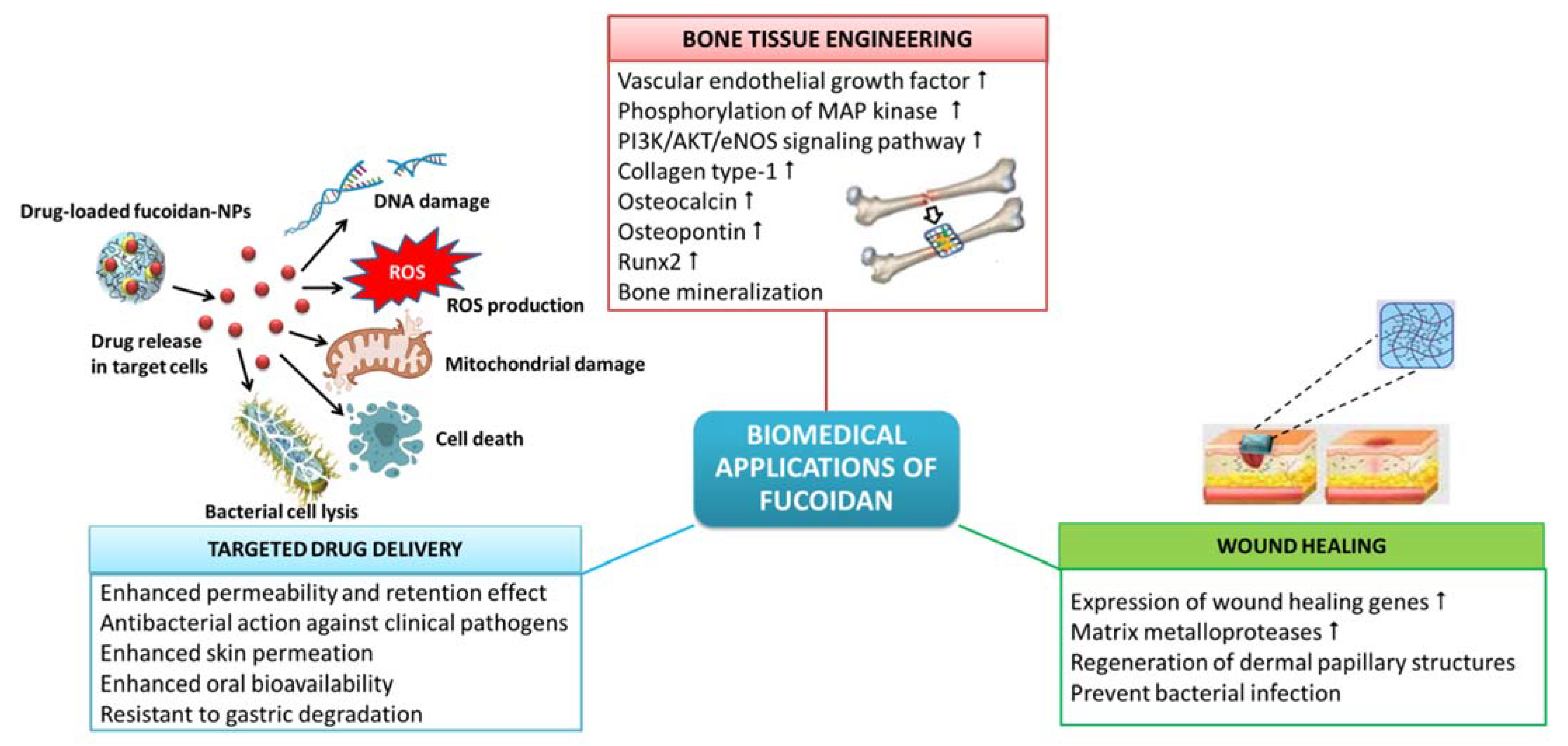 Bioengineering 09 00472 g004 550