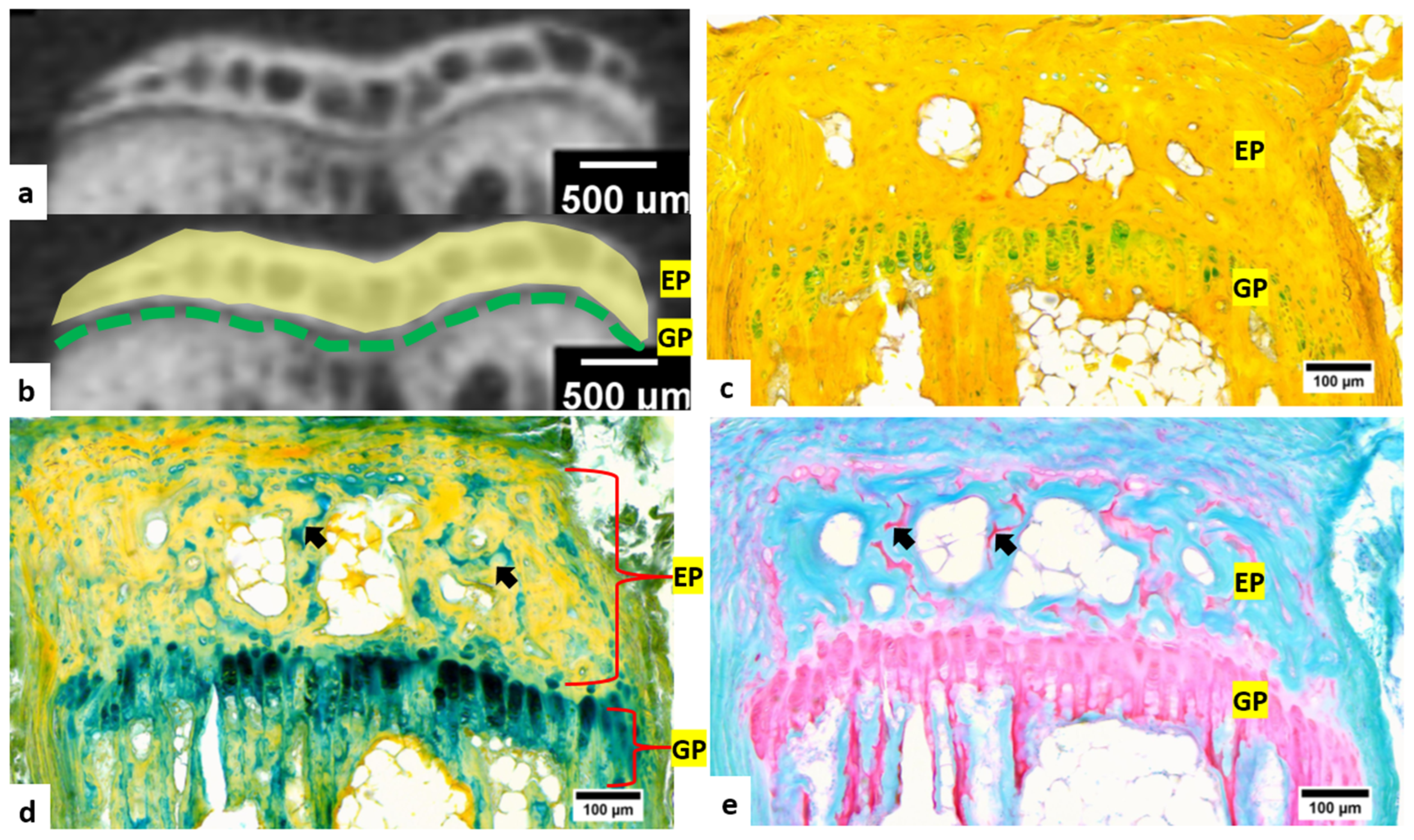 Bioengineering 09 00488 g003