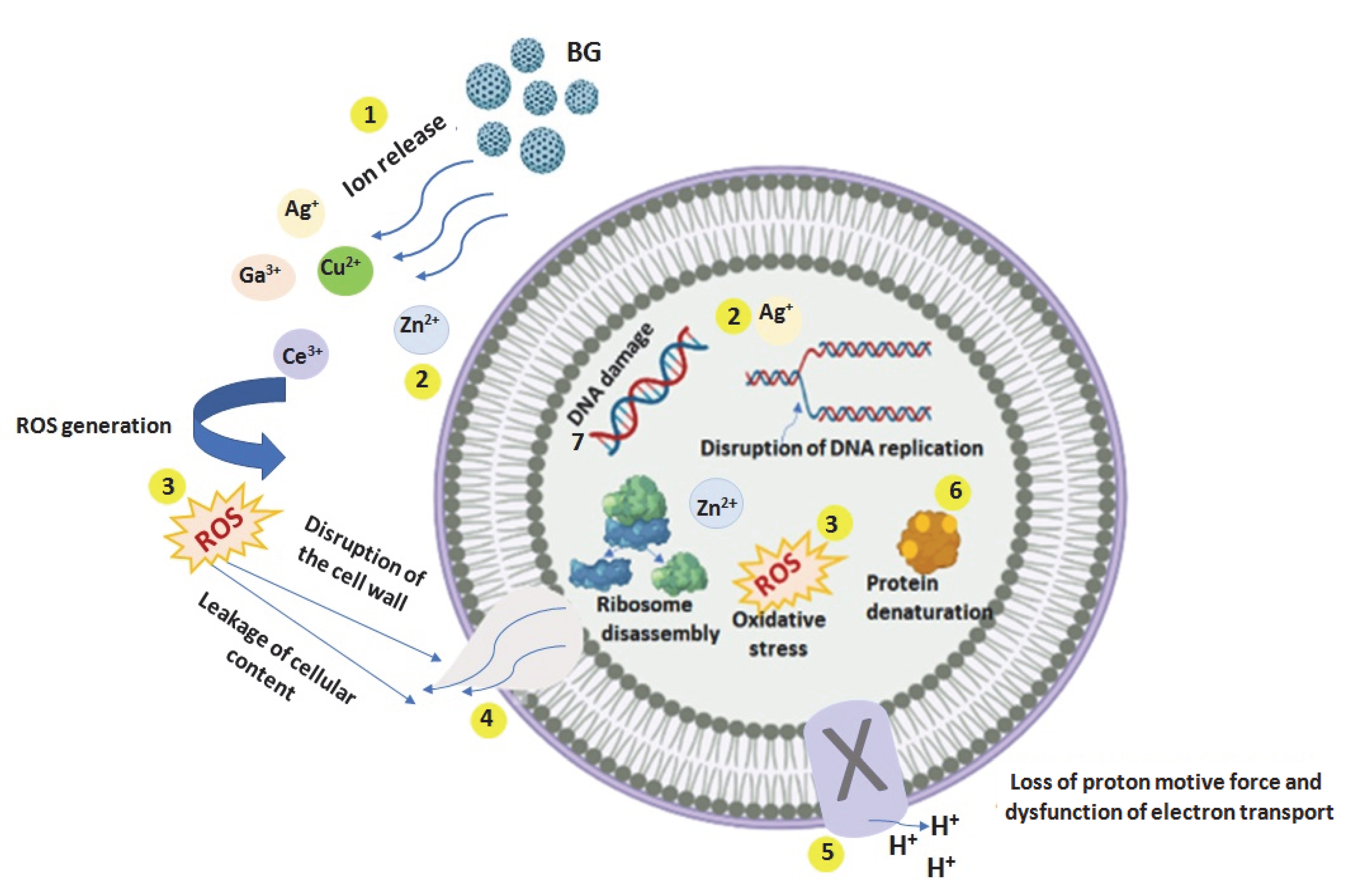 Bioengineering 09 00489 g002 Bioengineering 09 00489 g002