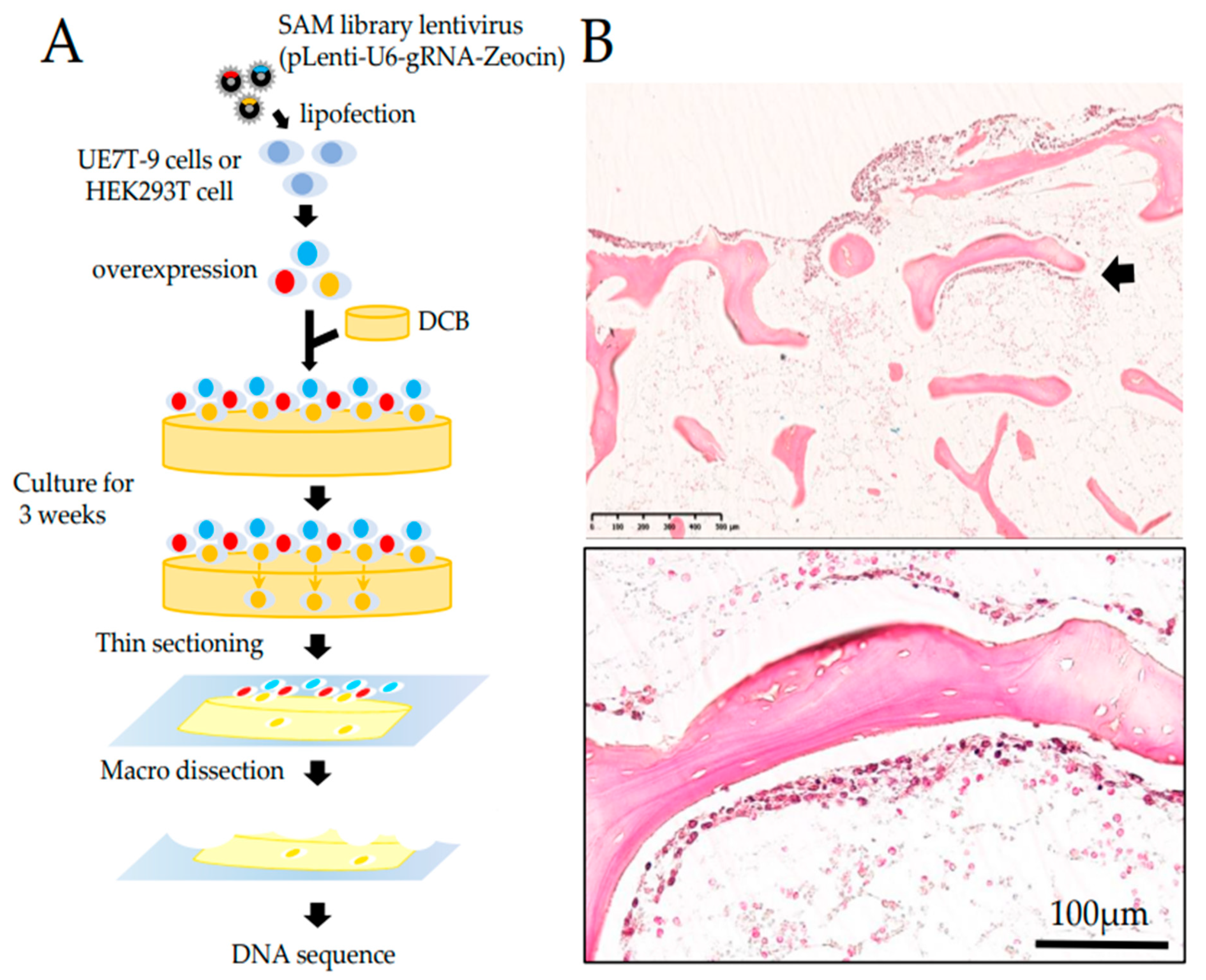 Bioengineering 09 00490 g001