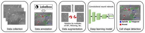 Deep Learning for Live Cell Shape Detection and Automated AFM Navigation