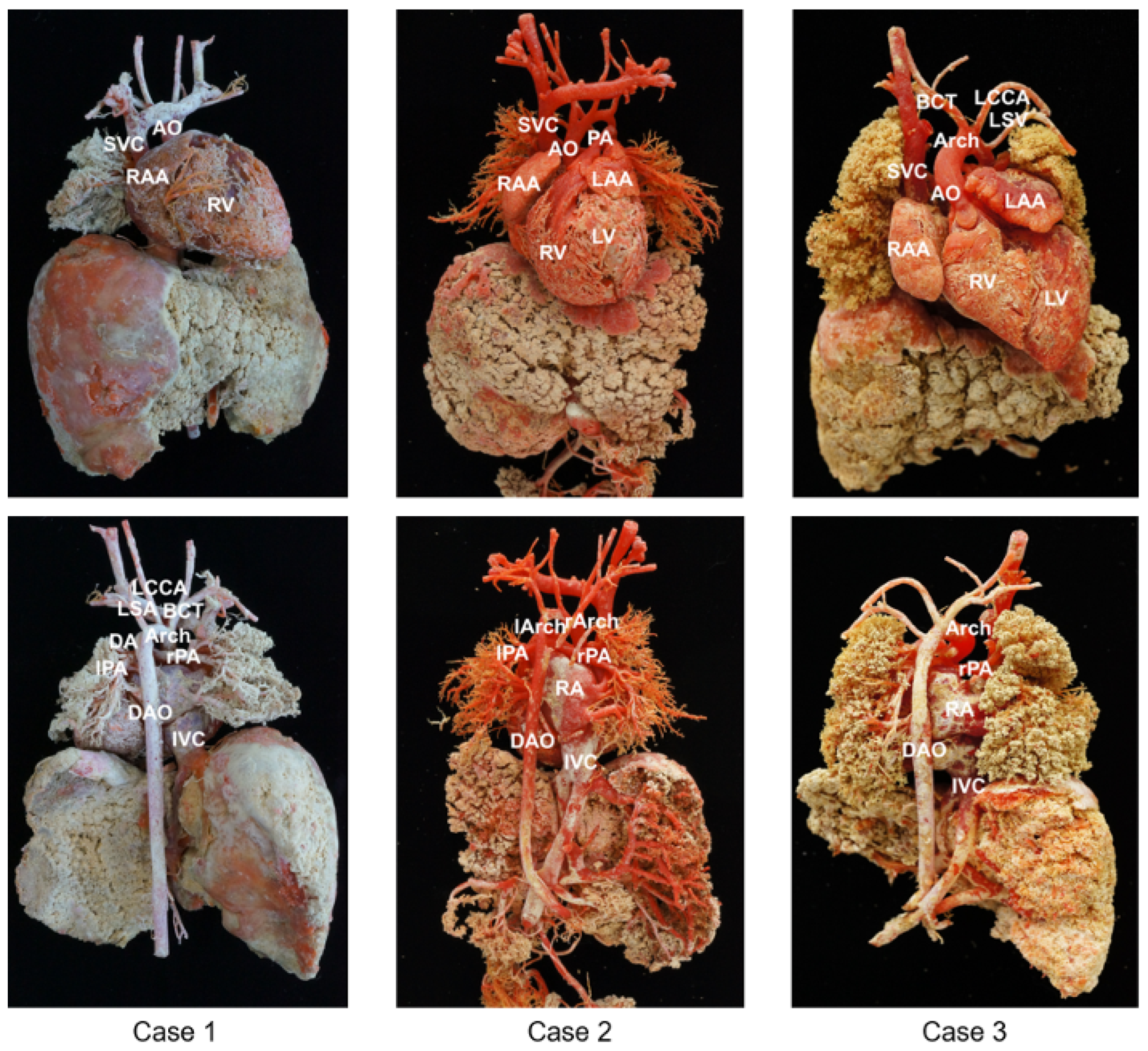 Bioengineering 09 00524 g001
