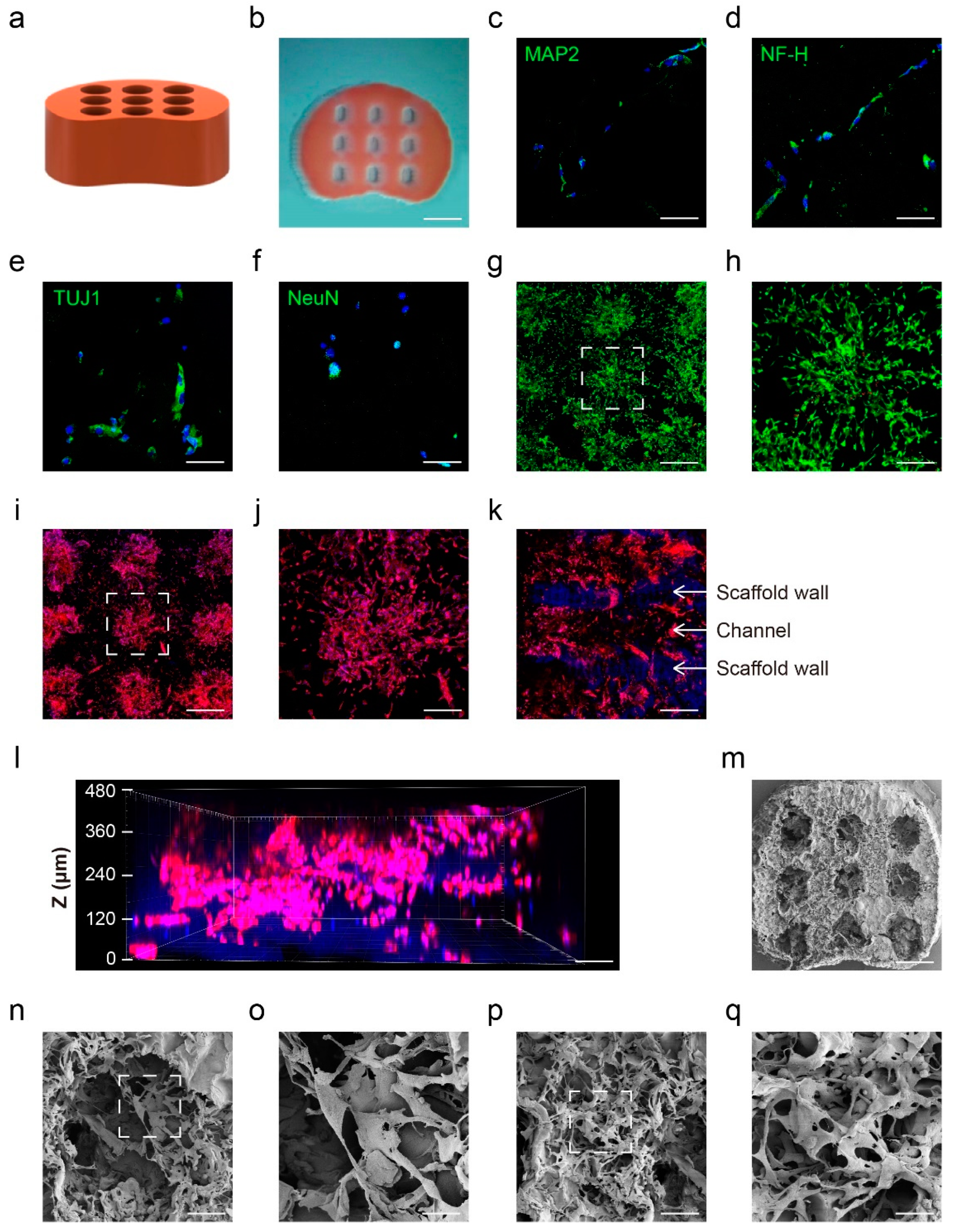 Bioengineering 09 00535 g004