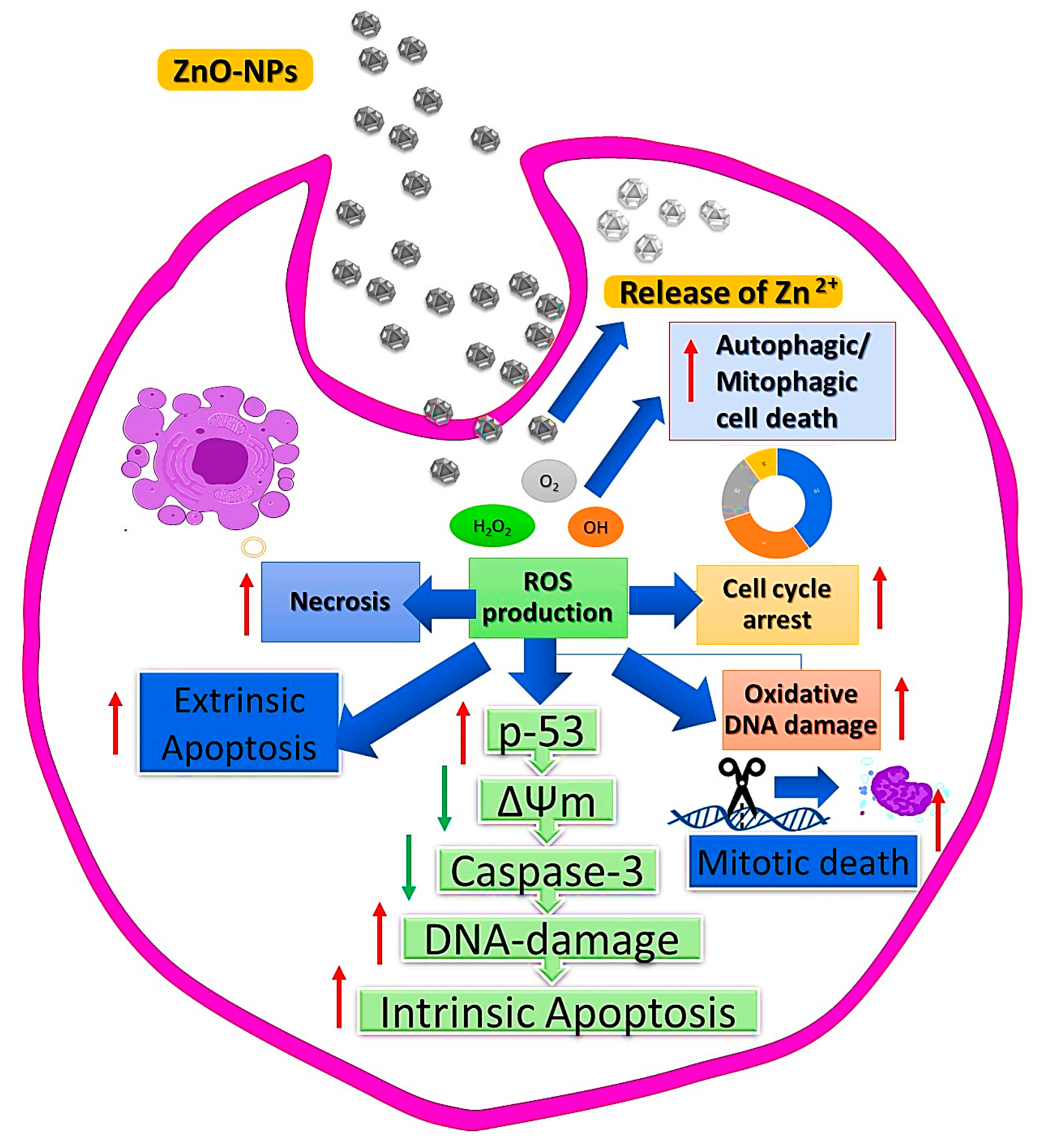 Bioengineering 09 00541 g007 Bioengineering 09 00541 g007