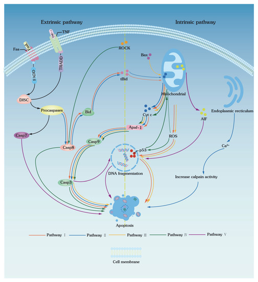 Bioengineering Free FullText Biomolecular Pathways of Cryoinjuries