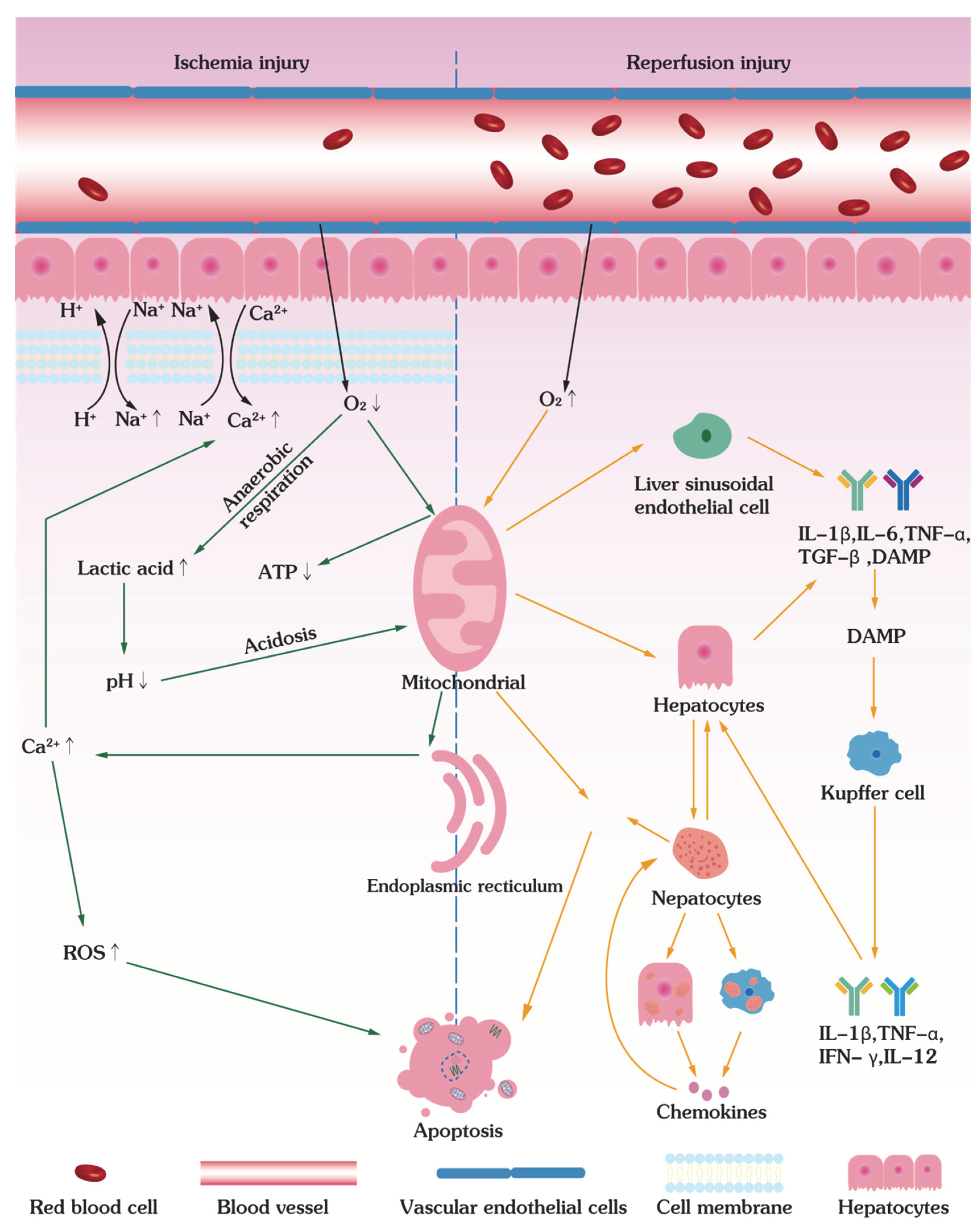 Bioengineering 09 00545 g004 Bioengineering 09 00545 g004