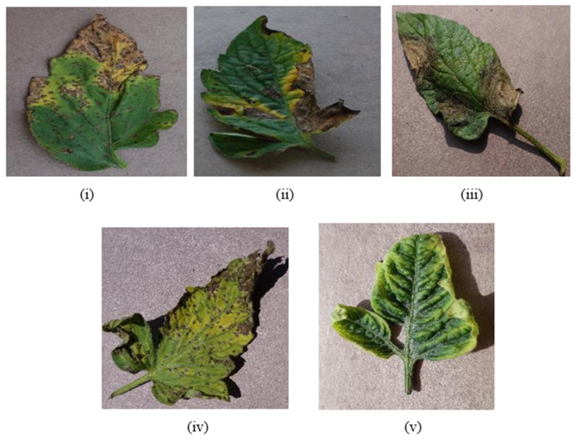 Bioengineering | Free Full-Text | RTF-RCNN: An Architecture for Real ...
