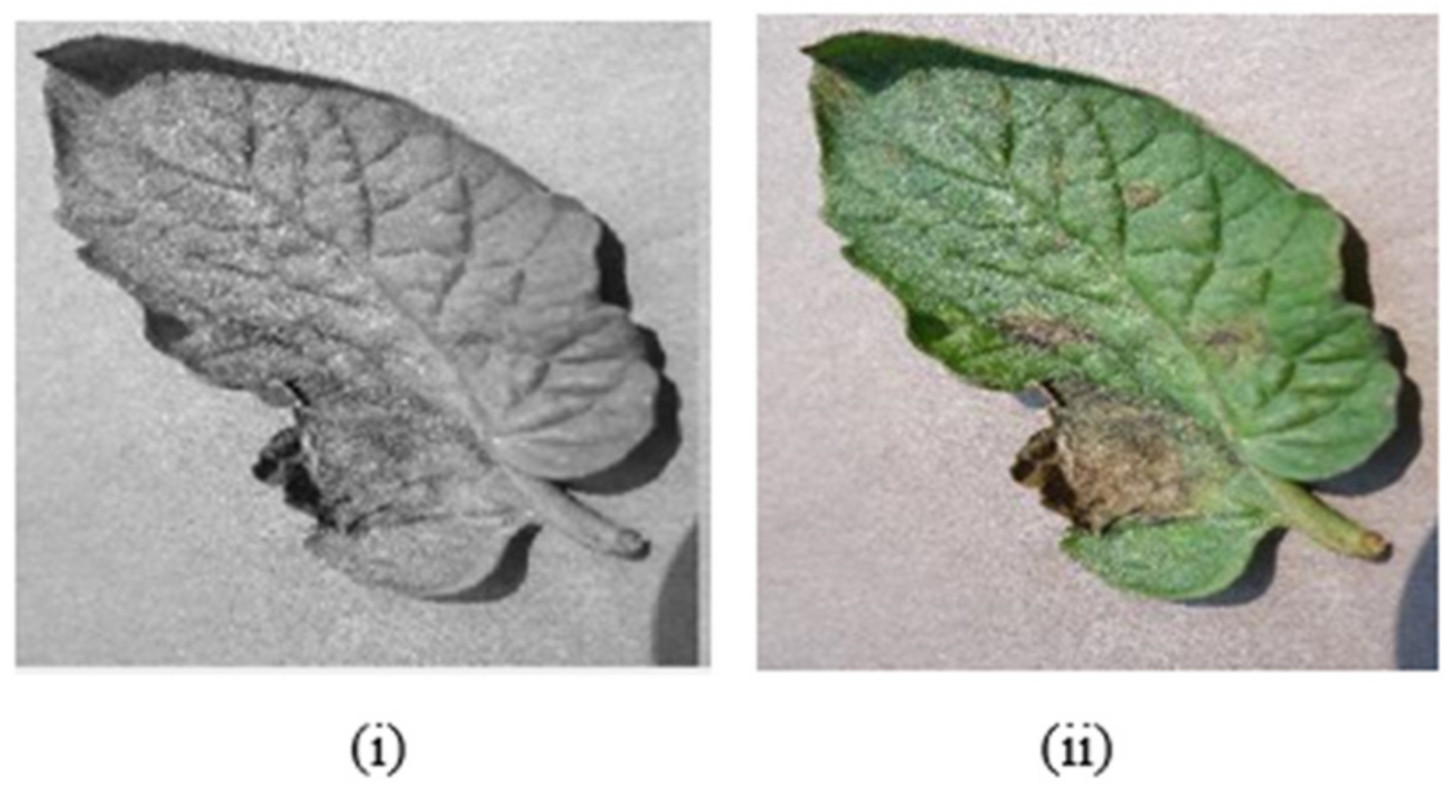 Bioengineering | Free Full-Text | RTF-RCNN: An Architecture for Real ...