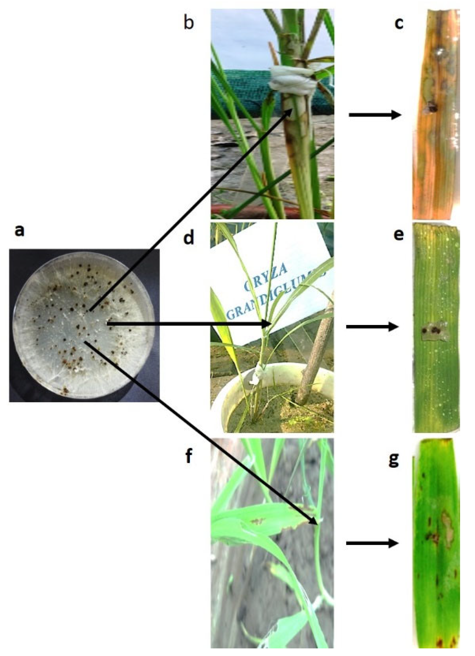 Bioengineering 09 00589 g001