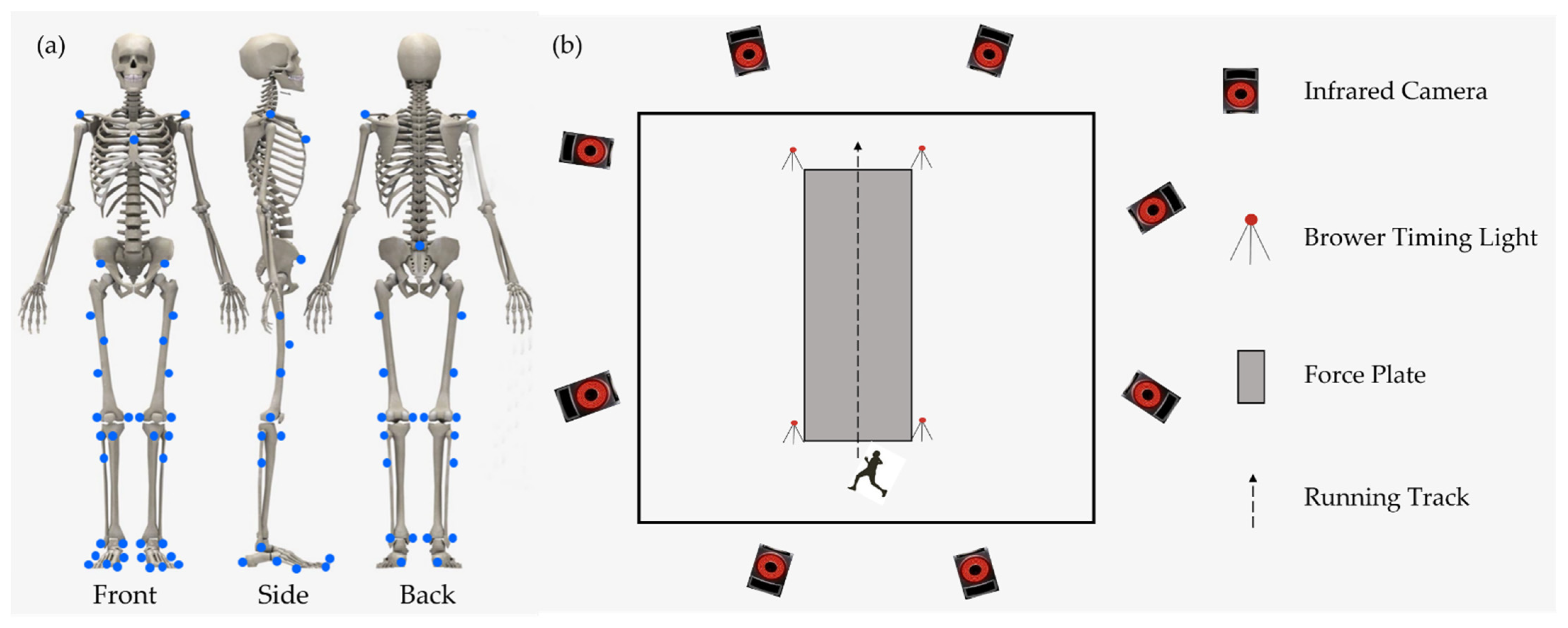 Bioengineering Free Full-Text Running Velocity and Longitudinal Bending Stiffness Influence the Asymmetry of Kinematic Variables of the Lower Limb Joints