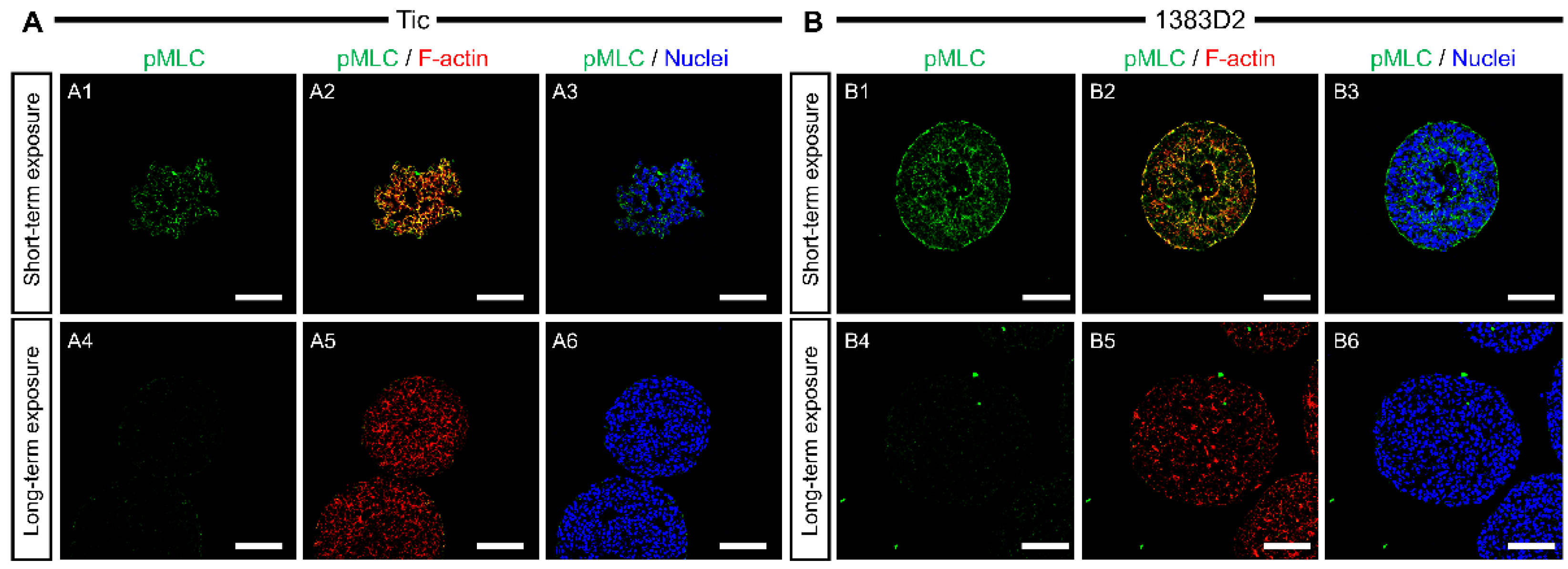 Bioengineering 09 00613 g004