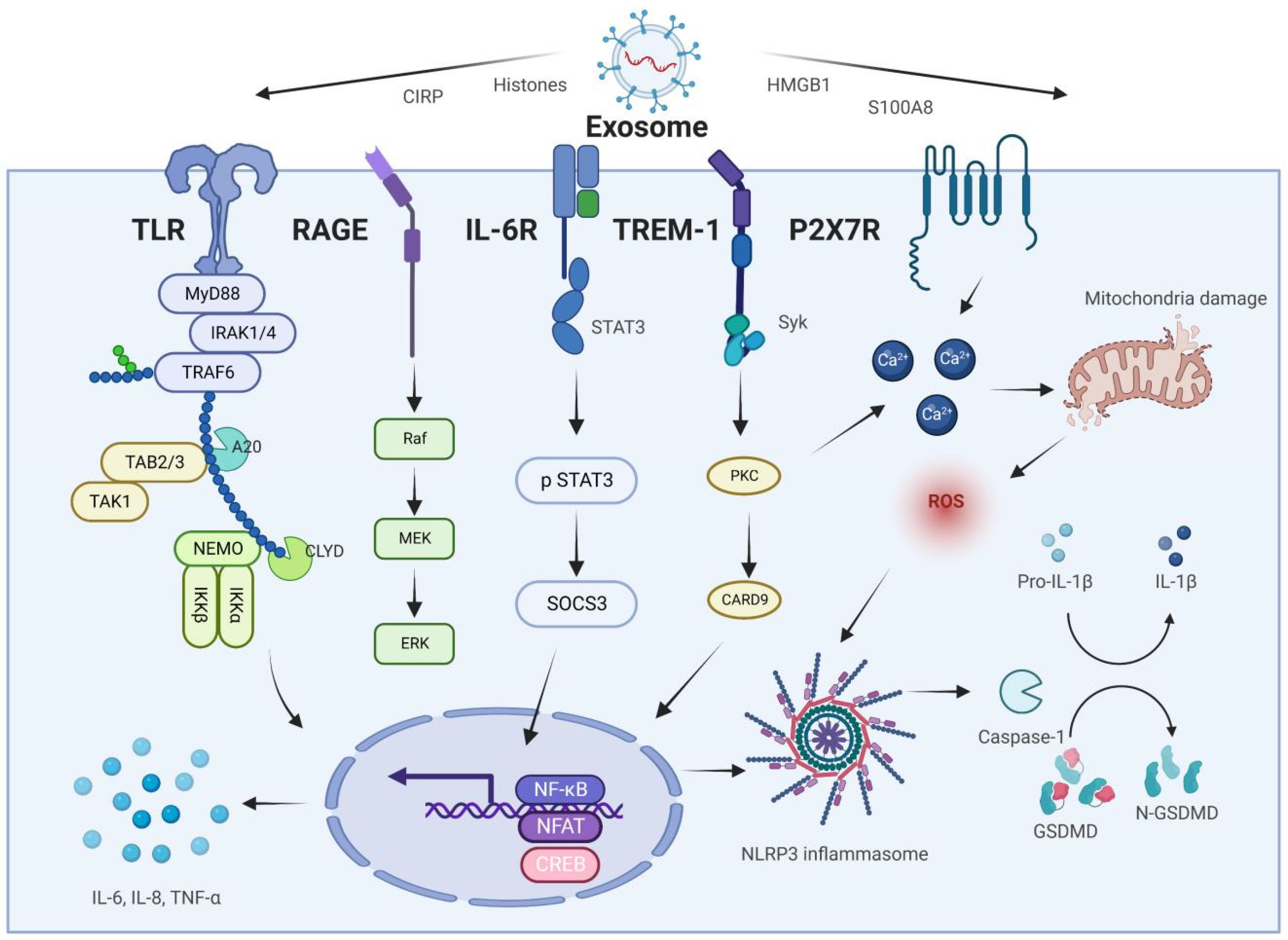 Bioengineering 09 00615 g003