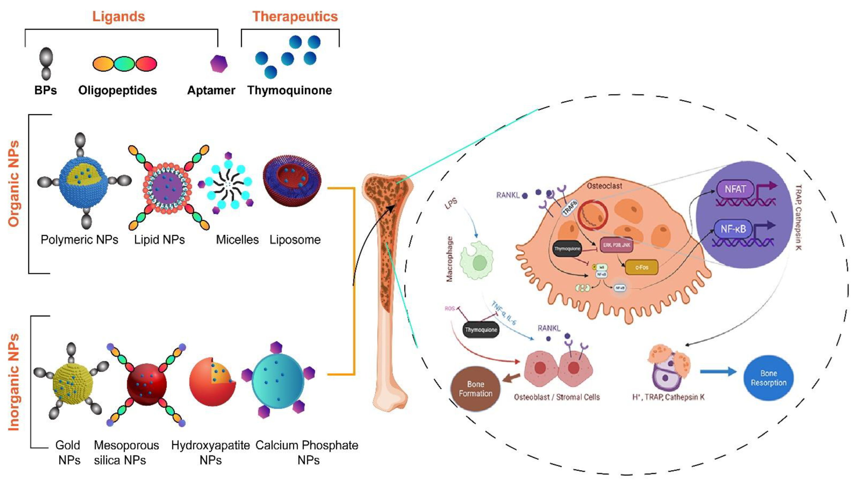 Bioengineering 09 00631 g006