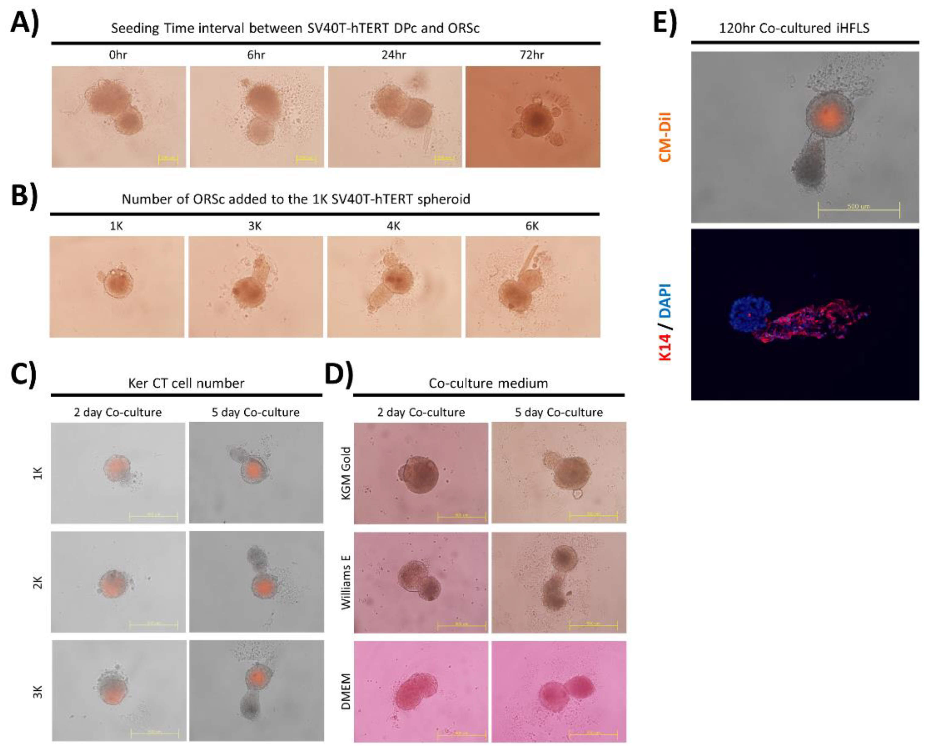 Bioengineering 09 00645 g003 Bioengineering 09 00645 g003