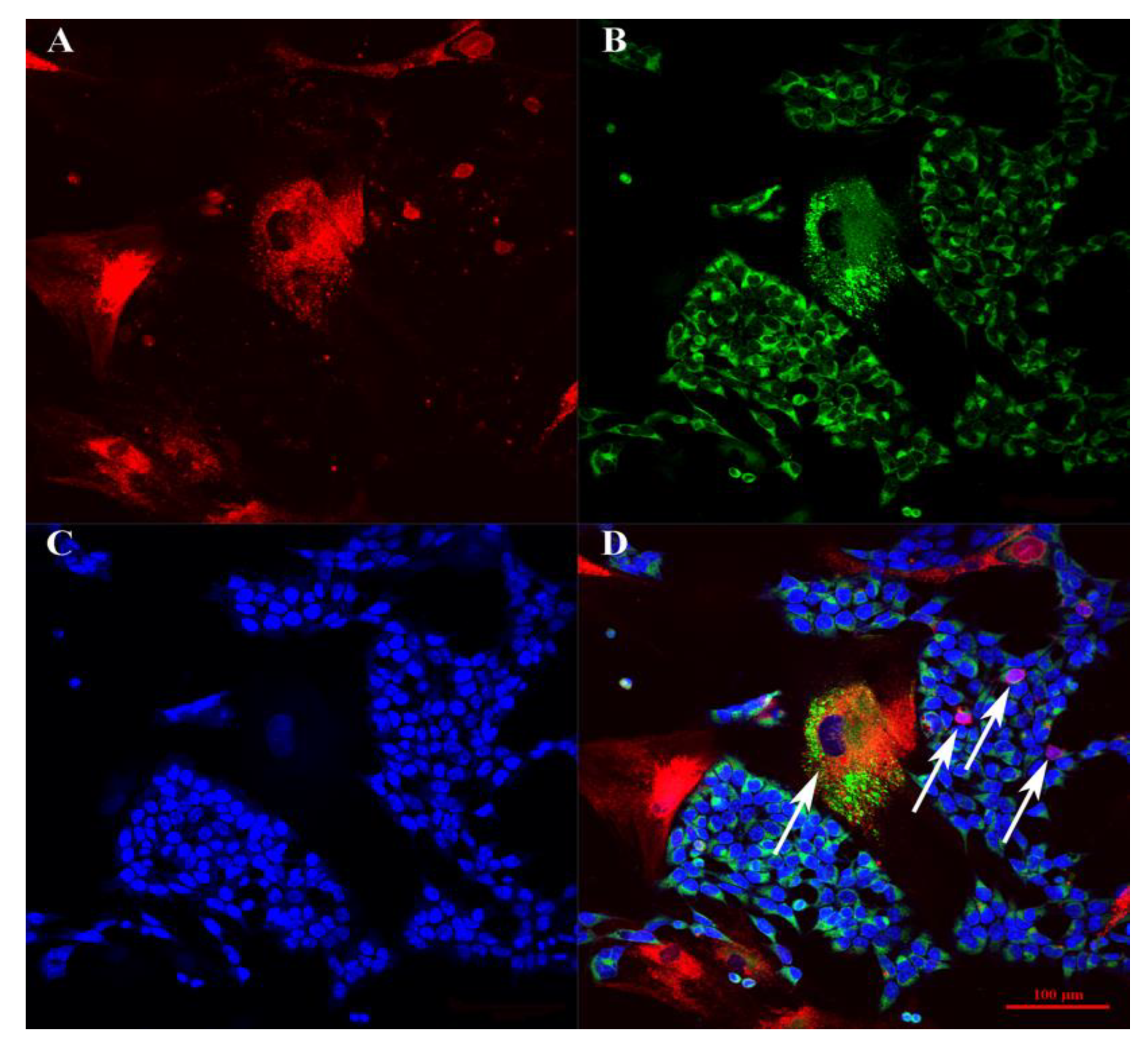 Bioengineering 09 00655 g004 Bioengineering 09 00655 g004