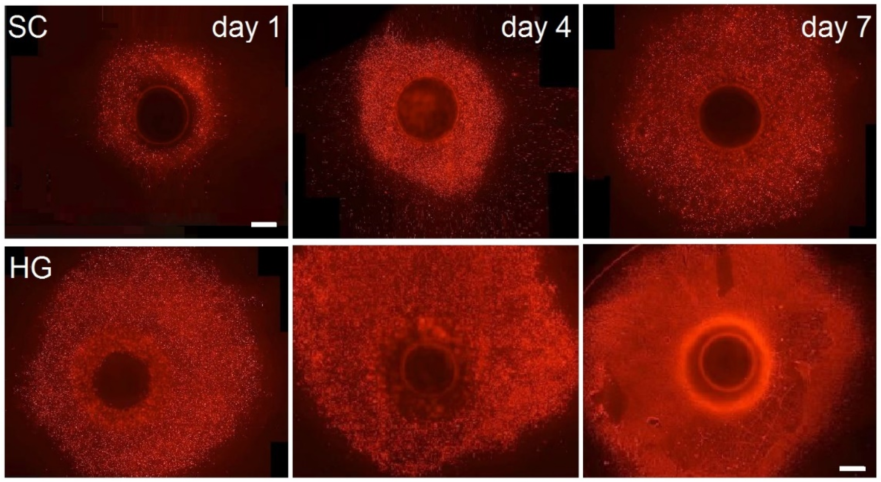 Bioengineering 09 00660 g005