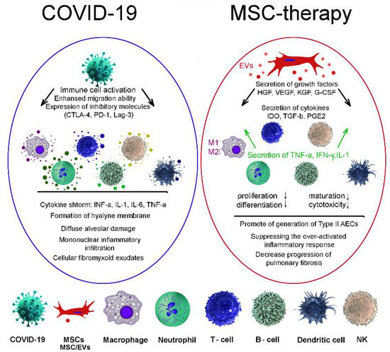 Mesenchymal Stem Cells and MSCs-Derived Extracellular