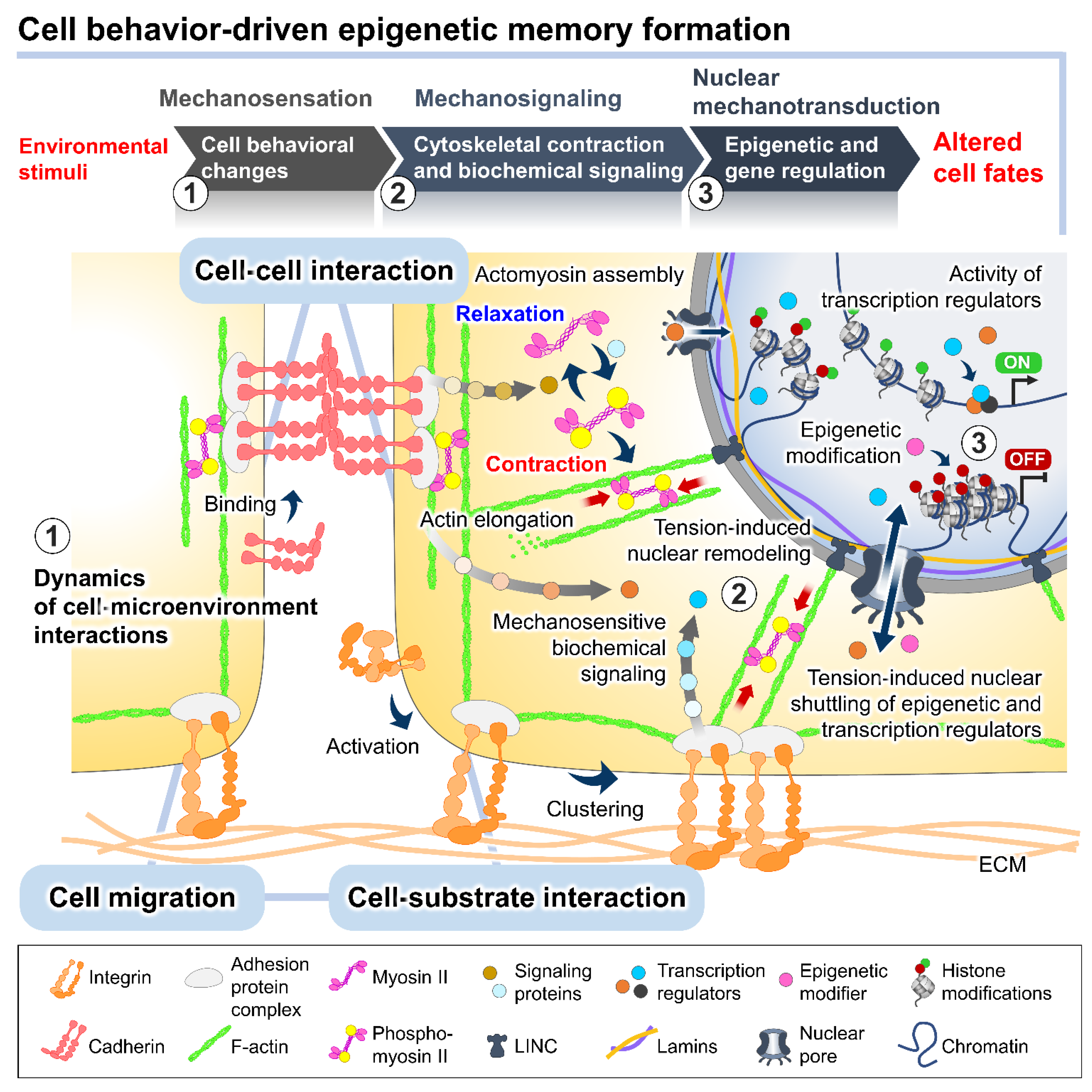 Bioengineering 09 00669 g002
