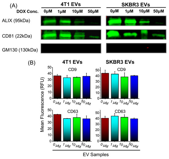 Bioengineering | Free Full-Text | Doxorubicin-Loaded Extracellular 