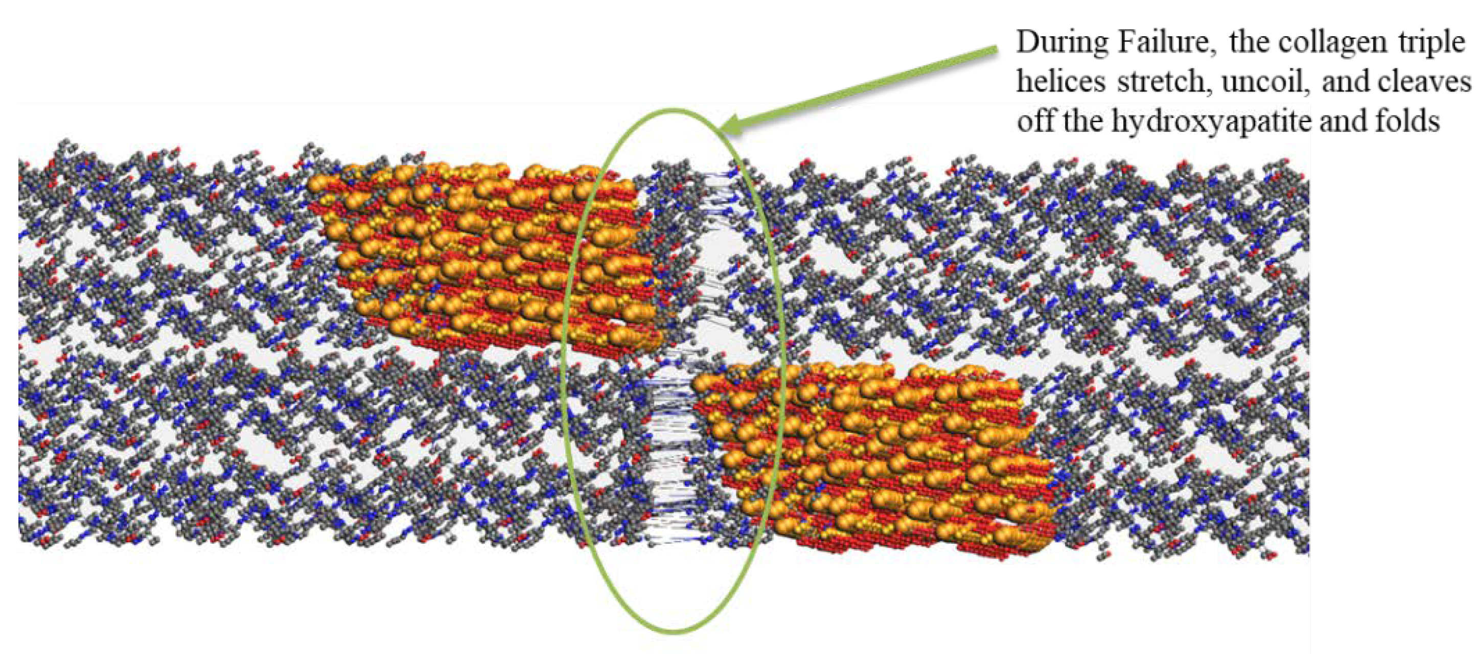 Bioengineering 09 00677 g008b Bioengineering 09 00677 g008b
