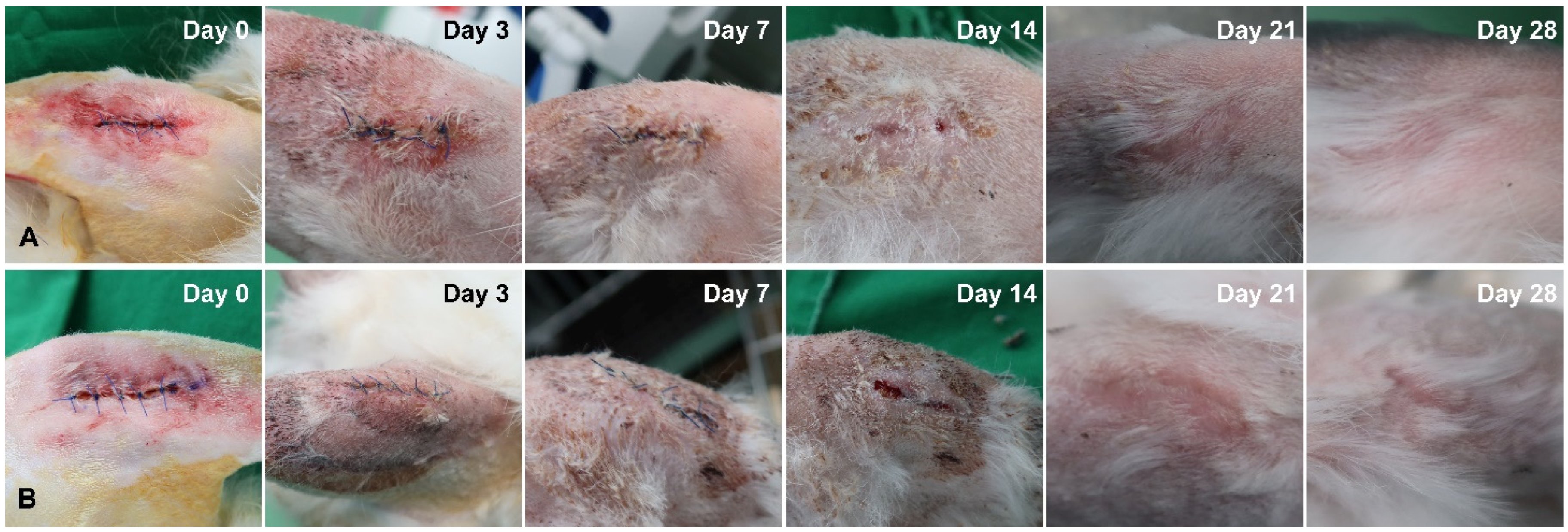 Bioengineering 09 00681 g006 Bioengineering 09 00681 g006