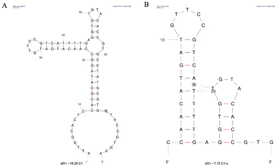 ポ Visualizing the dynamics of DNA replication and repair at
