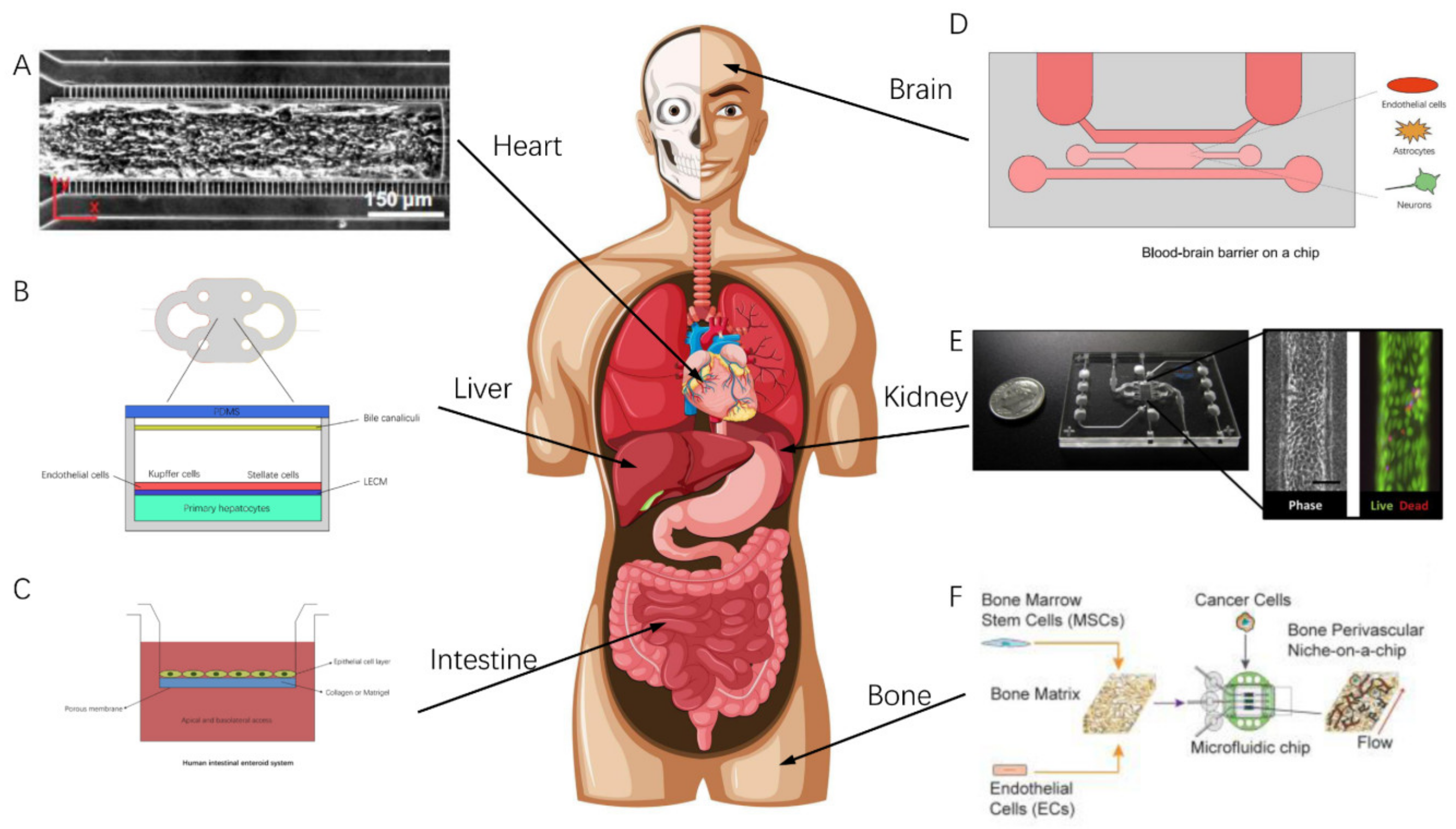 Bioengineering 09 00685 g002