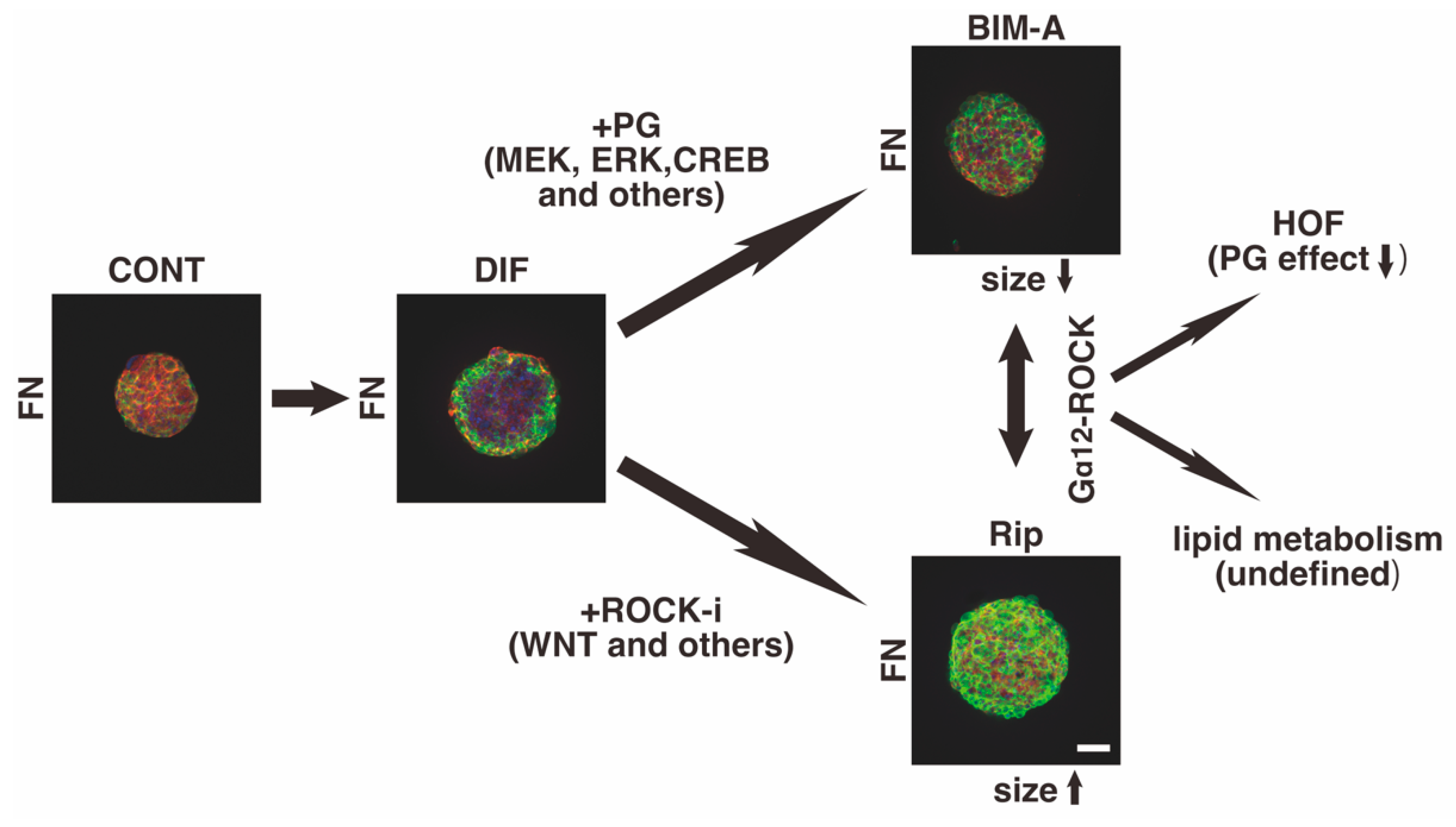 Bioengineering 09 00702 g001 Bioengineering 09 00702 g001