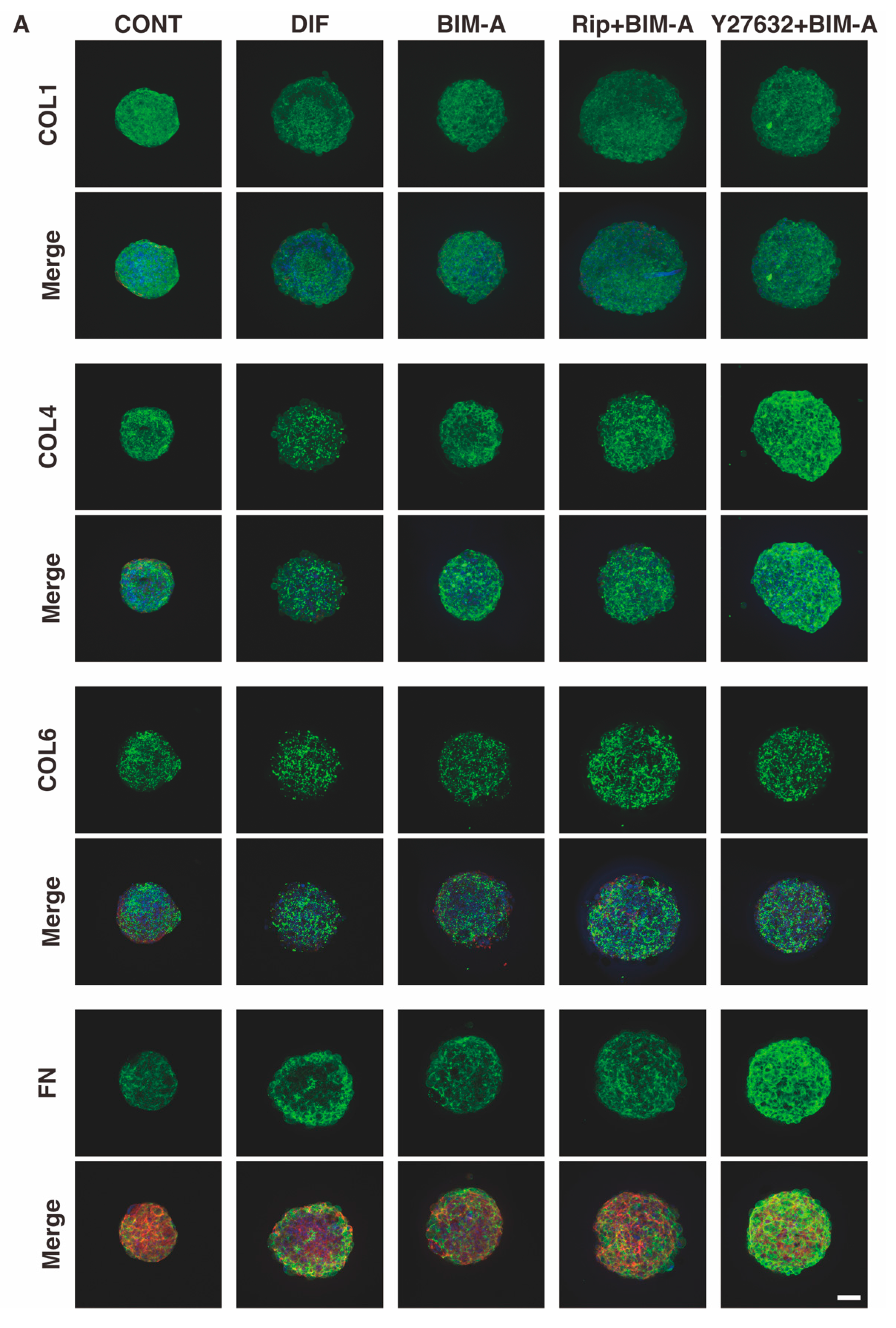 Bioengineering 09 00702 g009a Bioengineering 09 00702 g009a