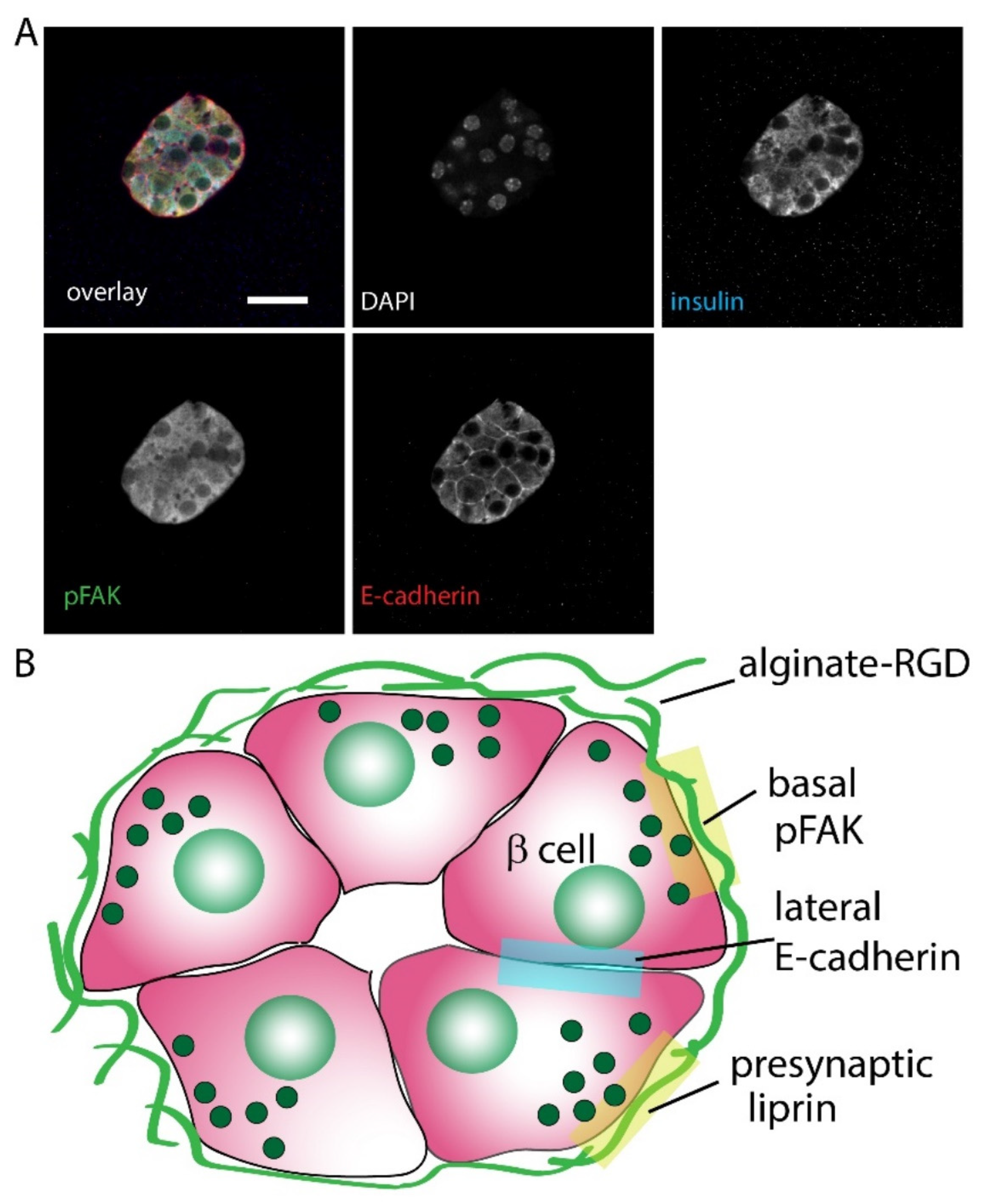 Bioengineering 09 00722 g005 Bioengineering 09 00722 g005