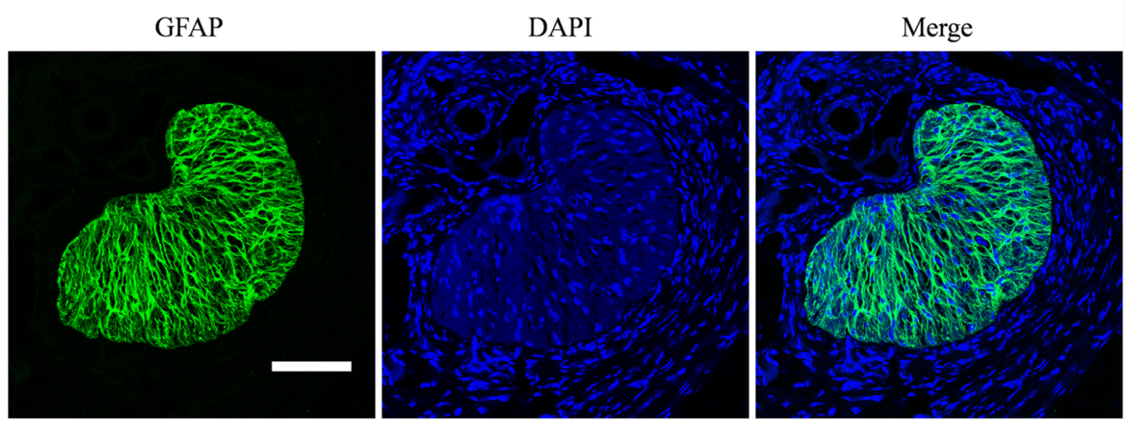 Bioengineering 09 00741 g001 Bioengineering 09 00741 g001