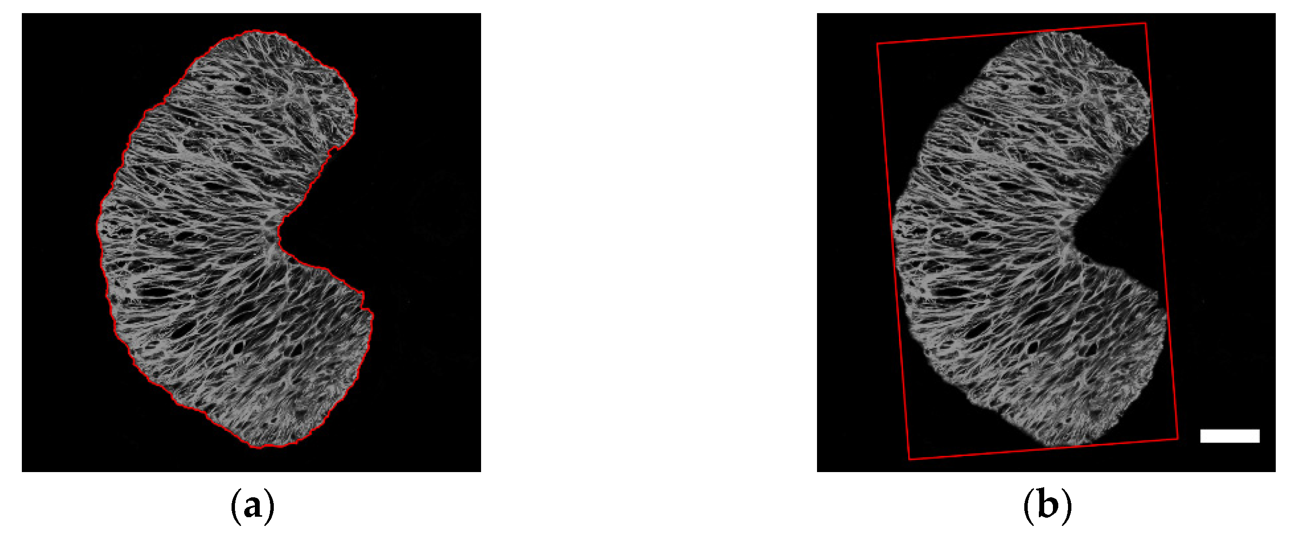 Bioengineering 09 00741 g003 Bioengineering 09 00741 g003