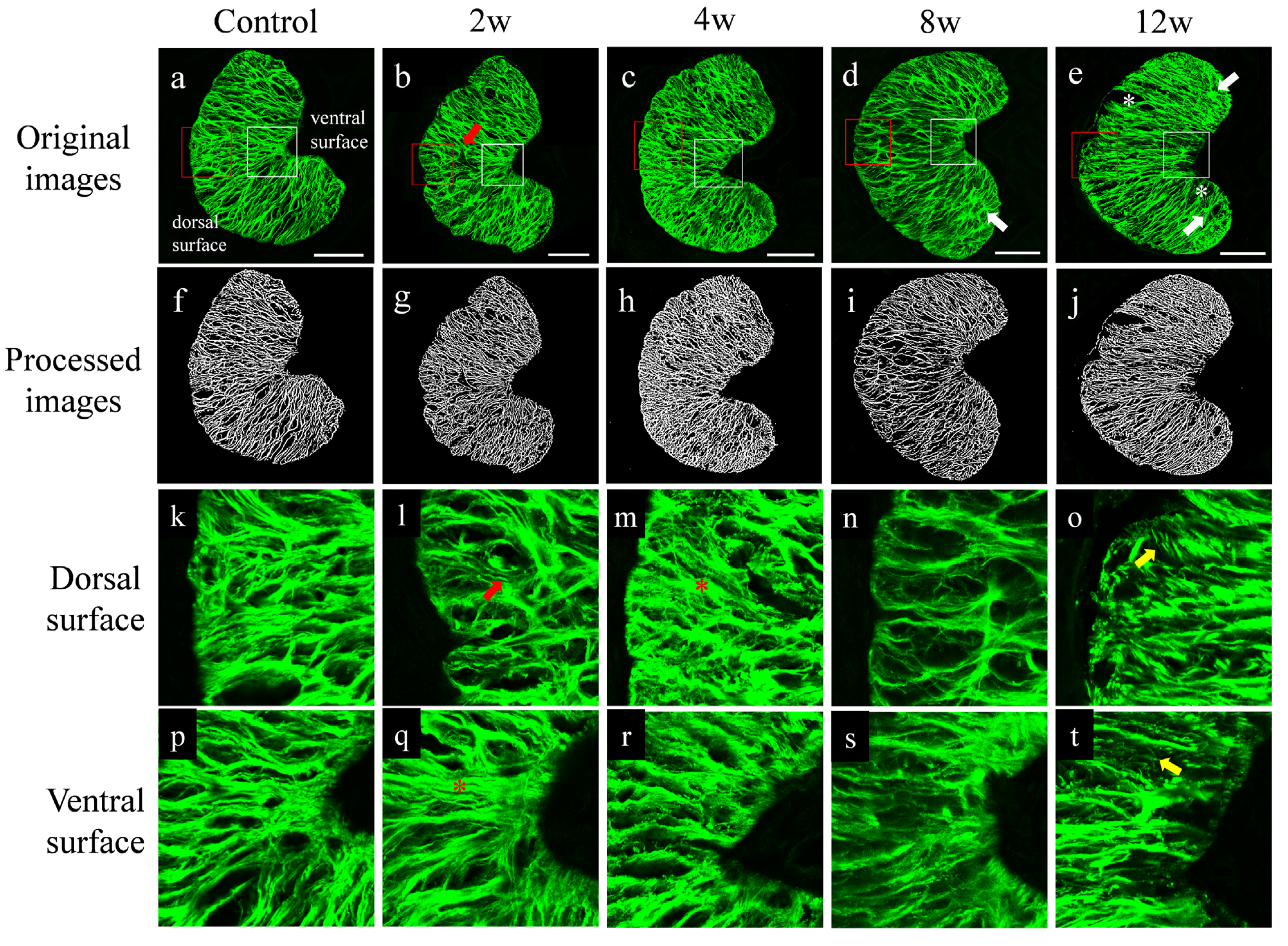Bioengineering 09 00741 g006 Bioengineering 09 00741 g006