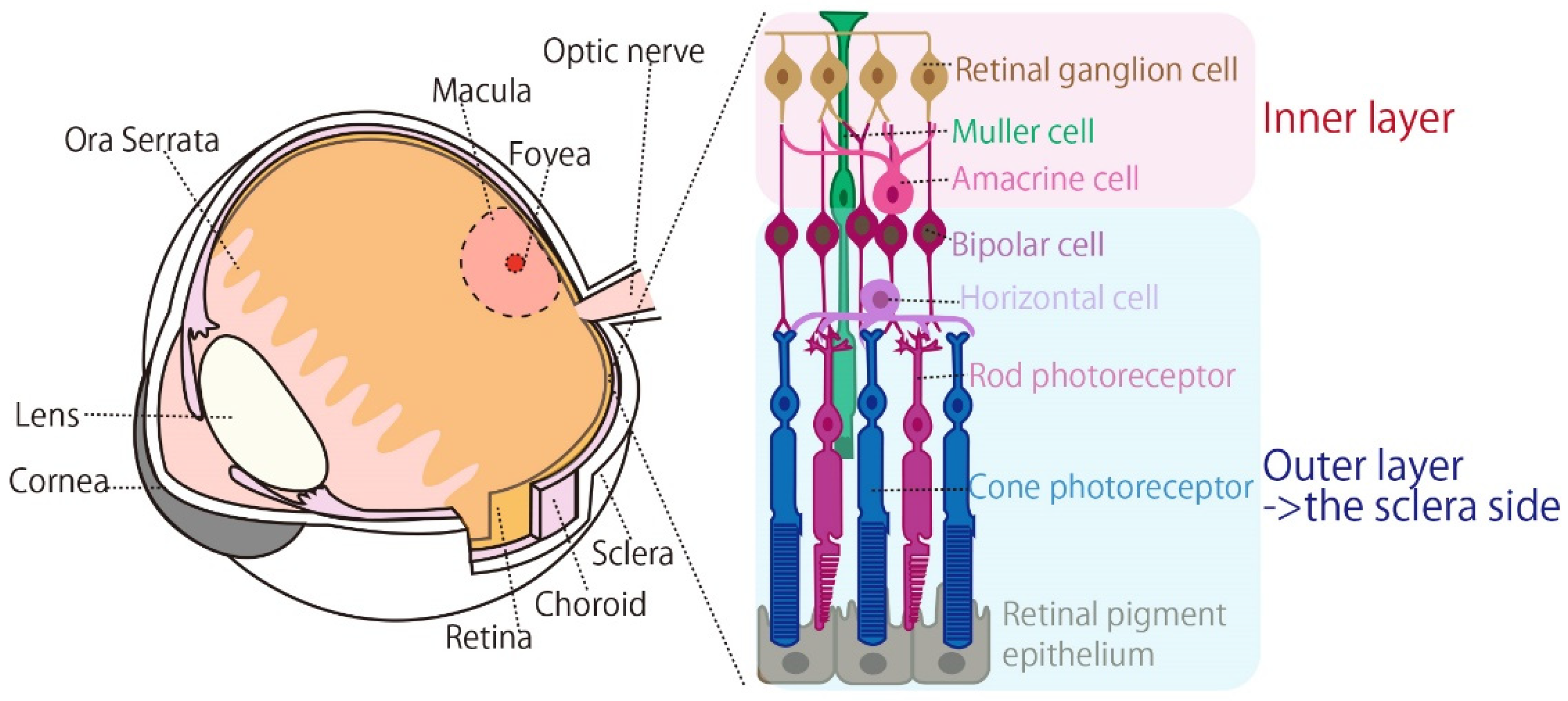 Bioengineering 09 00752 g001