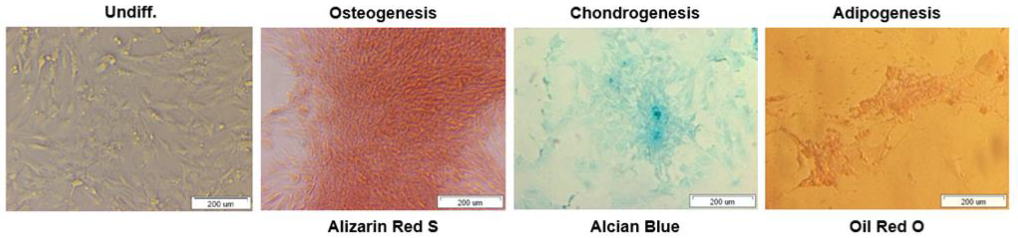 Bioengineering 09 00754 g003 Bioengineering 09 00754 g003