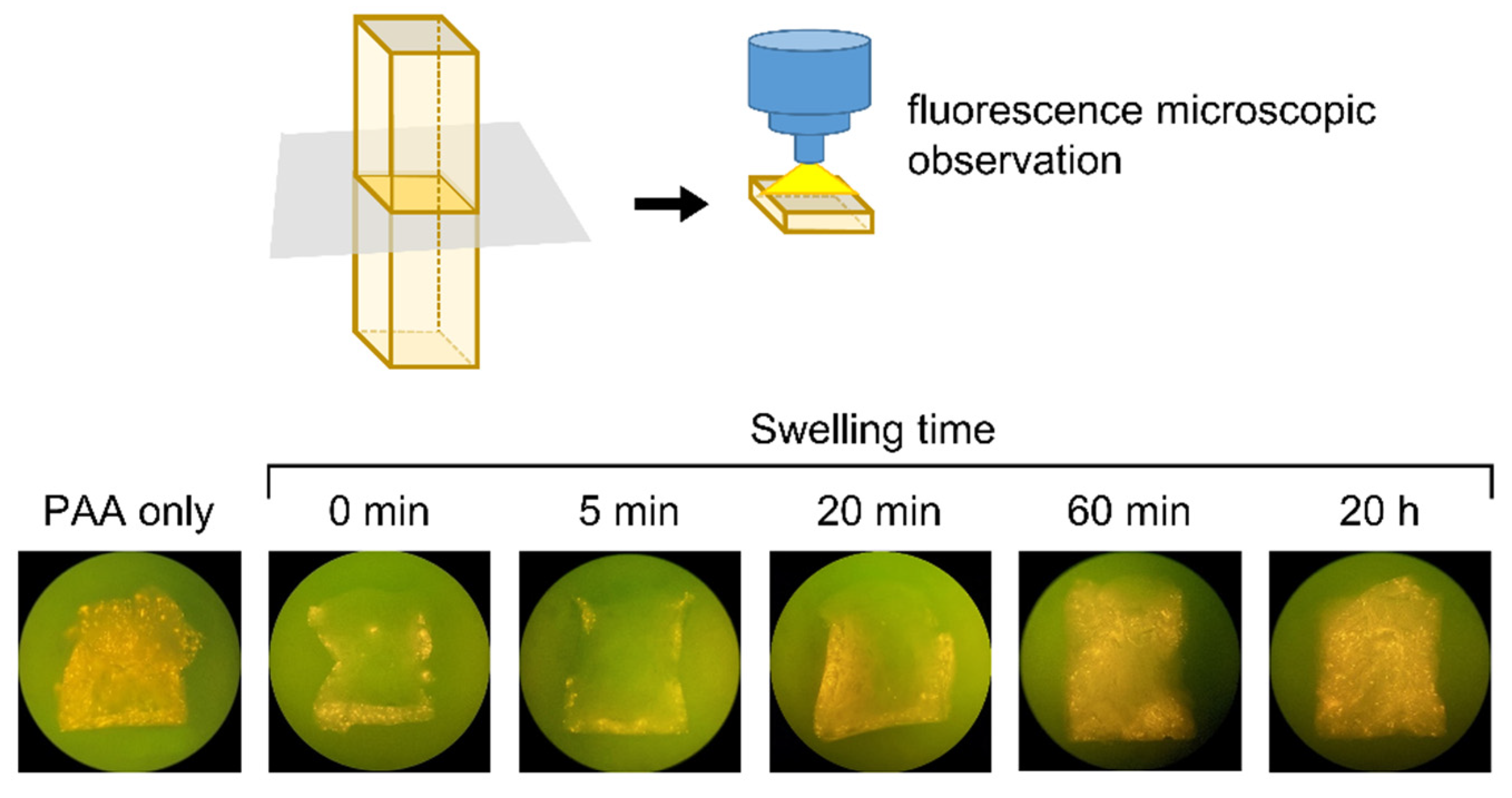 Bioengineering 09 00755 g001