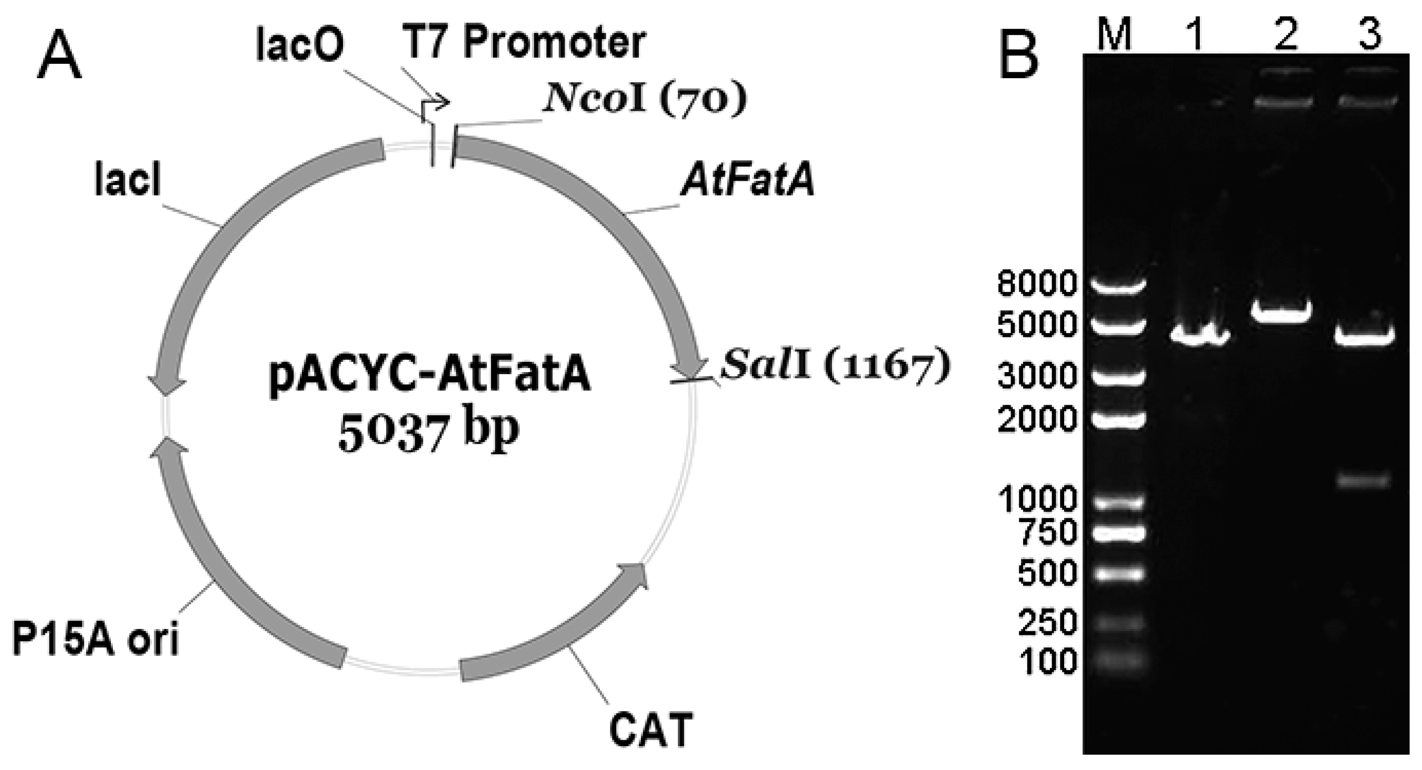 Bioengineering 09 00771 g001