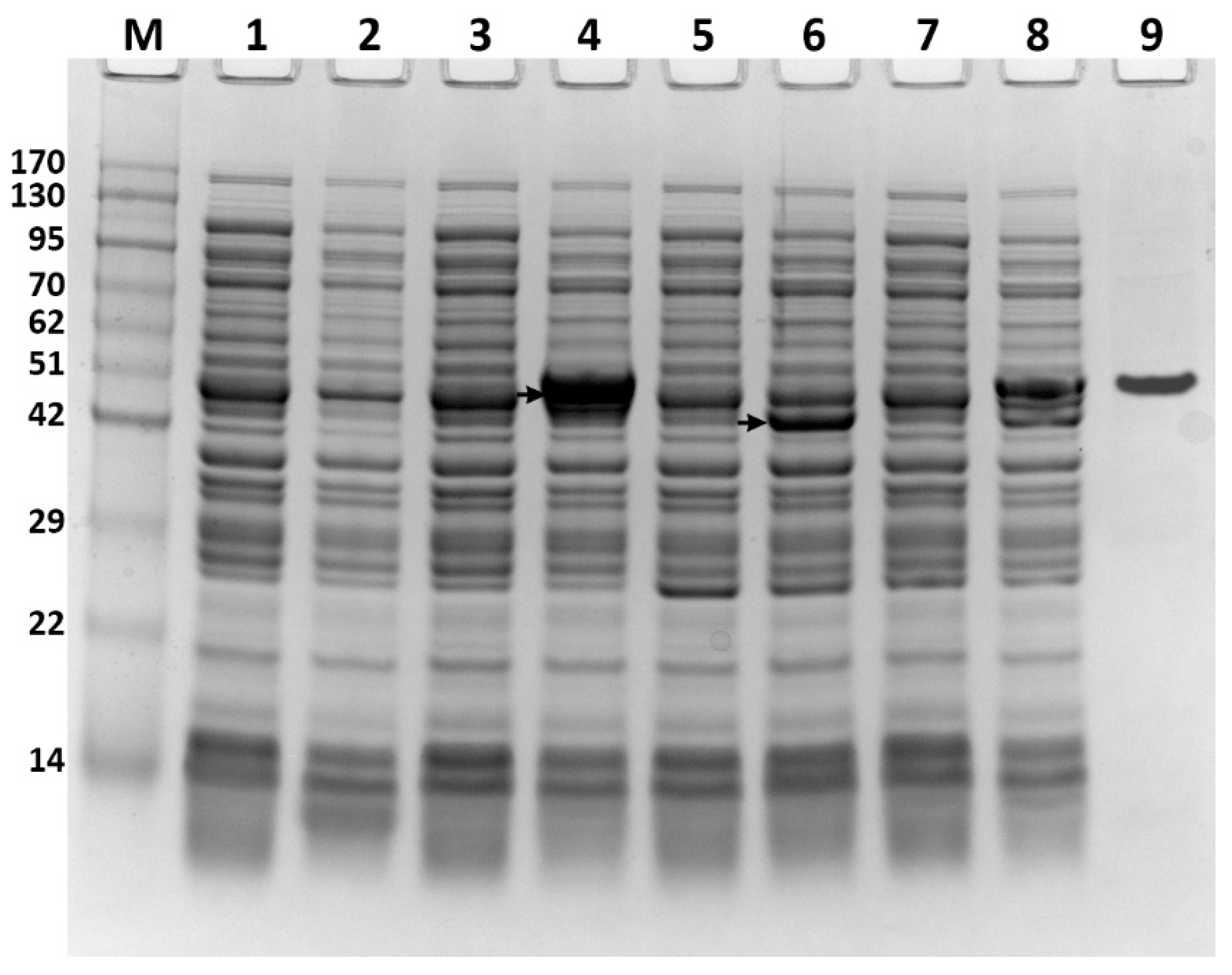 Bioengineering 09 00771 g002