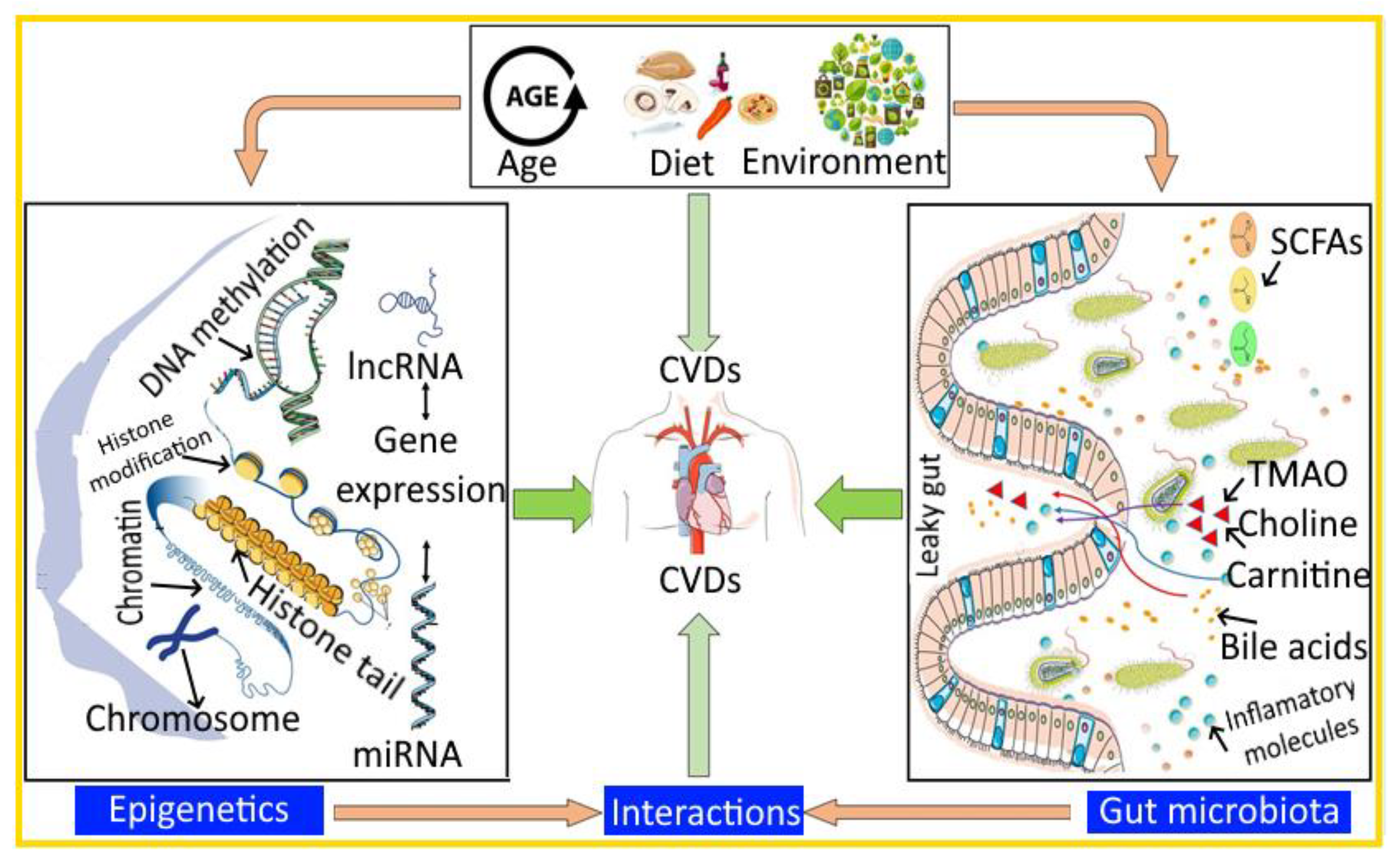 Epigenetics and Gut Microbiota Crosstalk: A potential Factor